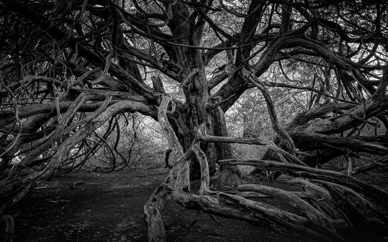Ancient Yew Tree, Kingley Vale, England