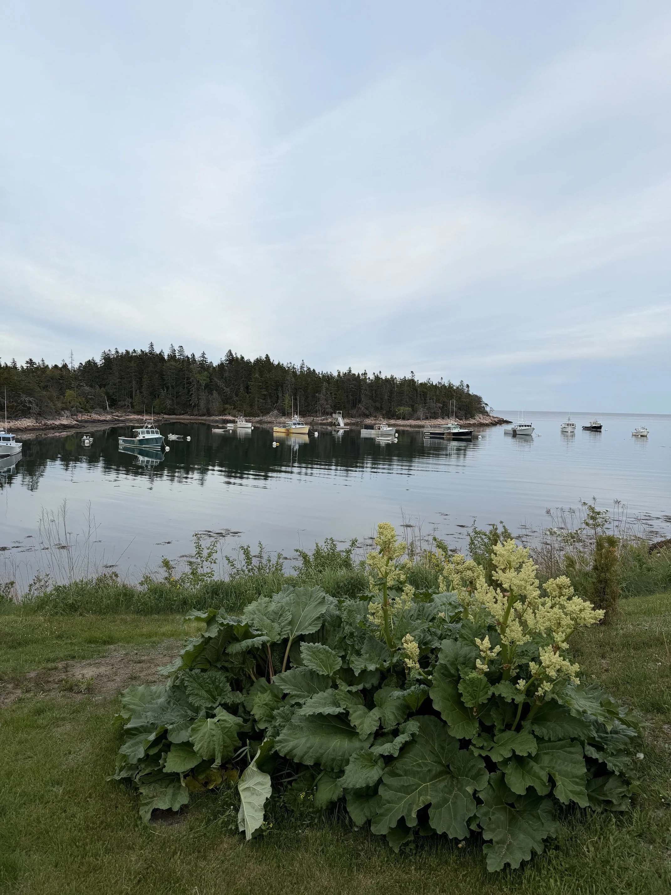 A scenic view of a small harbor with boats anchored in calm water, surrounded by a wooded shoreline, with a grassy area and large leafy plant with yellow flowers in the foreground, and a blue sky with light clouds overhead.