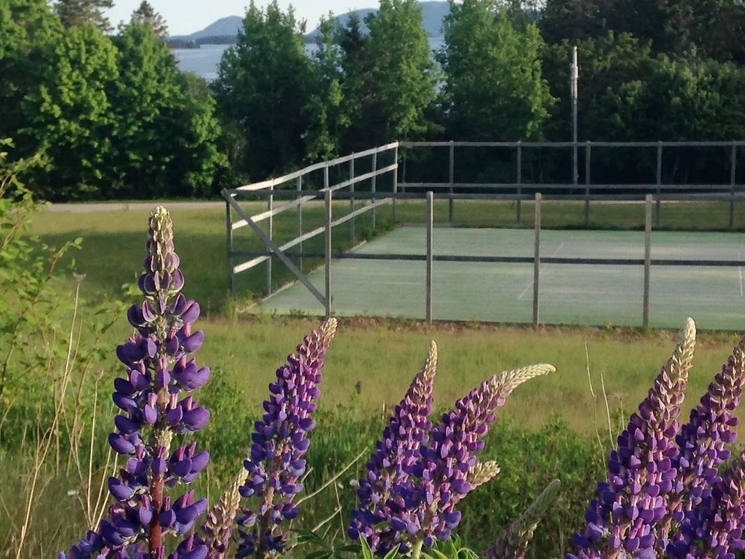 Purple lupine flowers in foreground with a fenced tennis court and green trees in the background.