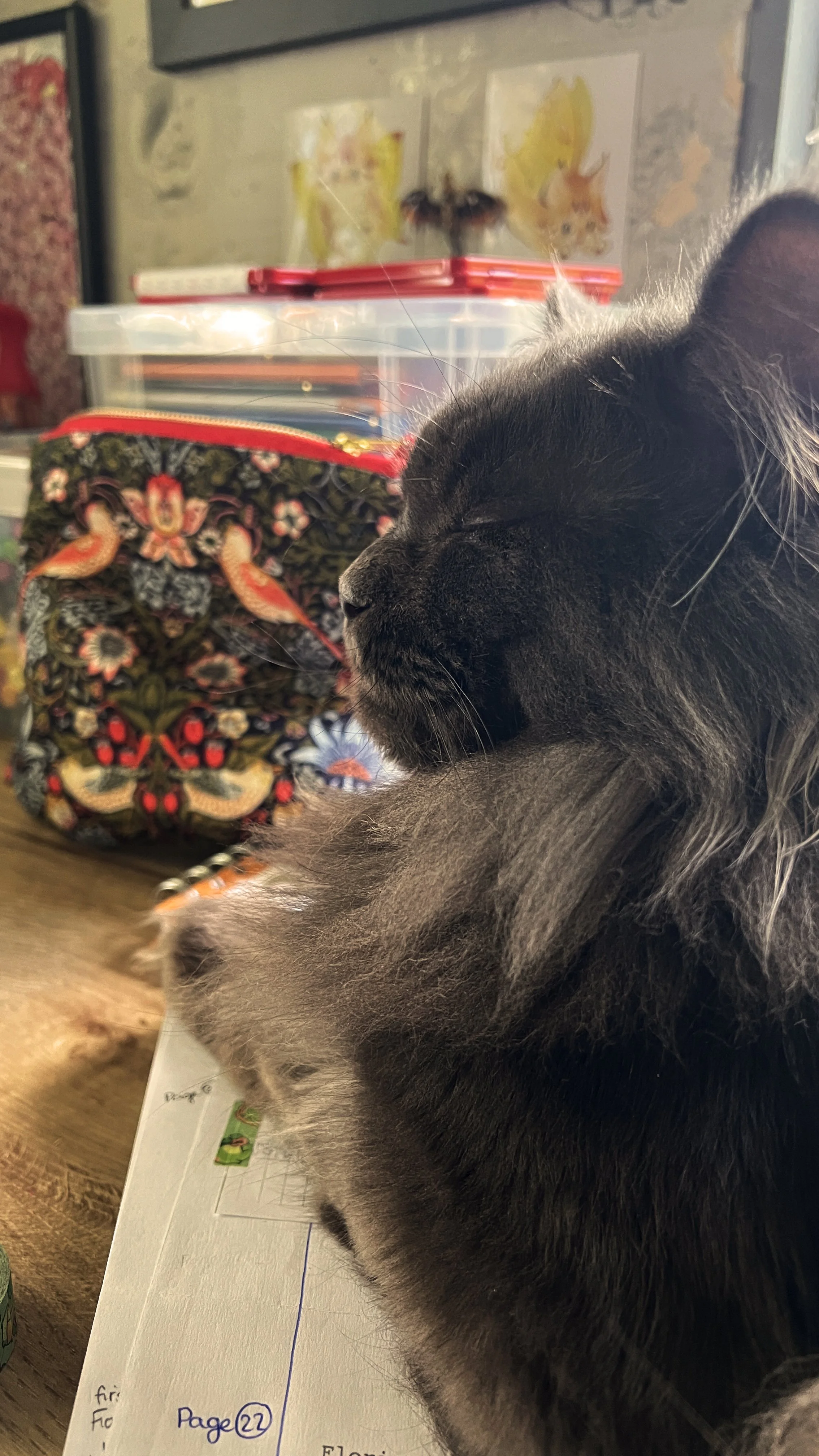 Close-up of a grey Maine Coon cat resting on a desk, with notebooks, a colourful pencil case, and artwork in the background.