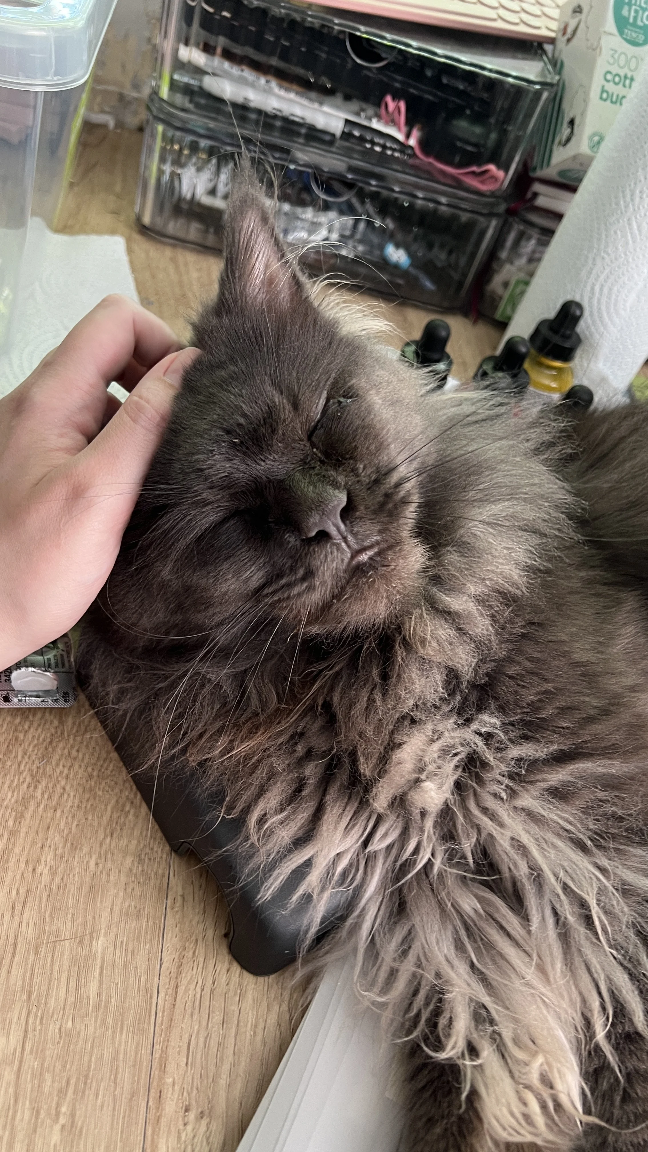 A fluffy gray Maine Coon cat with closed eyes resting on a wooden surface, being petted on the head by a person's hand.