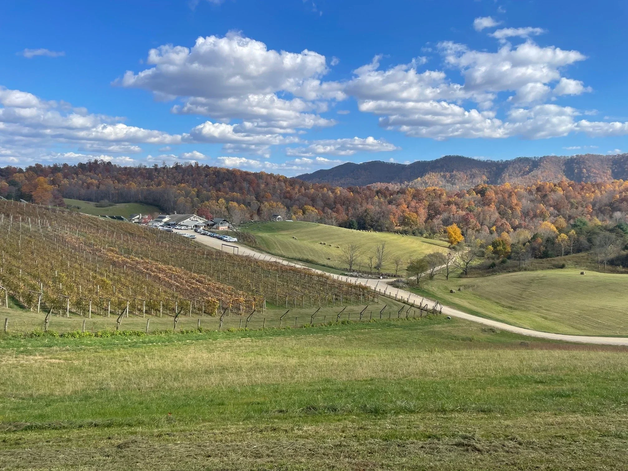 Scenic view of rolling hills with vineyard rows, a parking lot with cars, a building, and a background of trees with autumn foliage under a blue sky with scattered clouds.