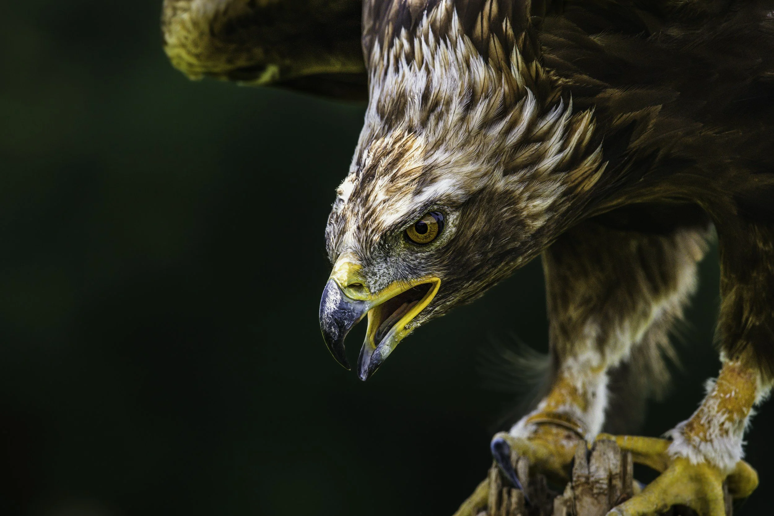 Wild Tribe Falconry