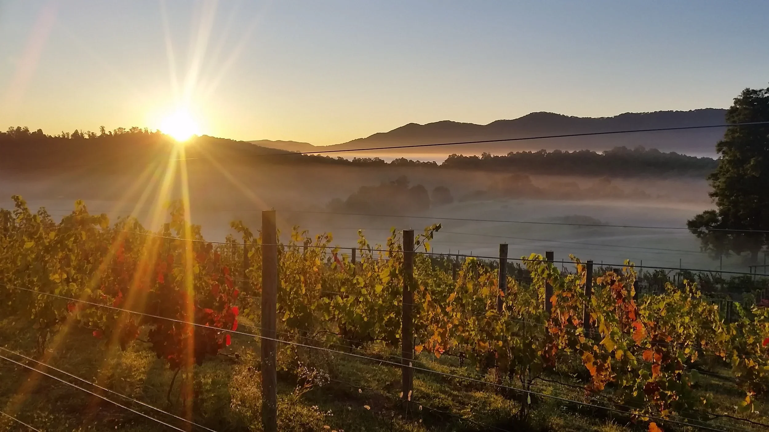Sunrise over mountains with fog, vineyard in the foreground, and power lines across the scene.