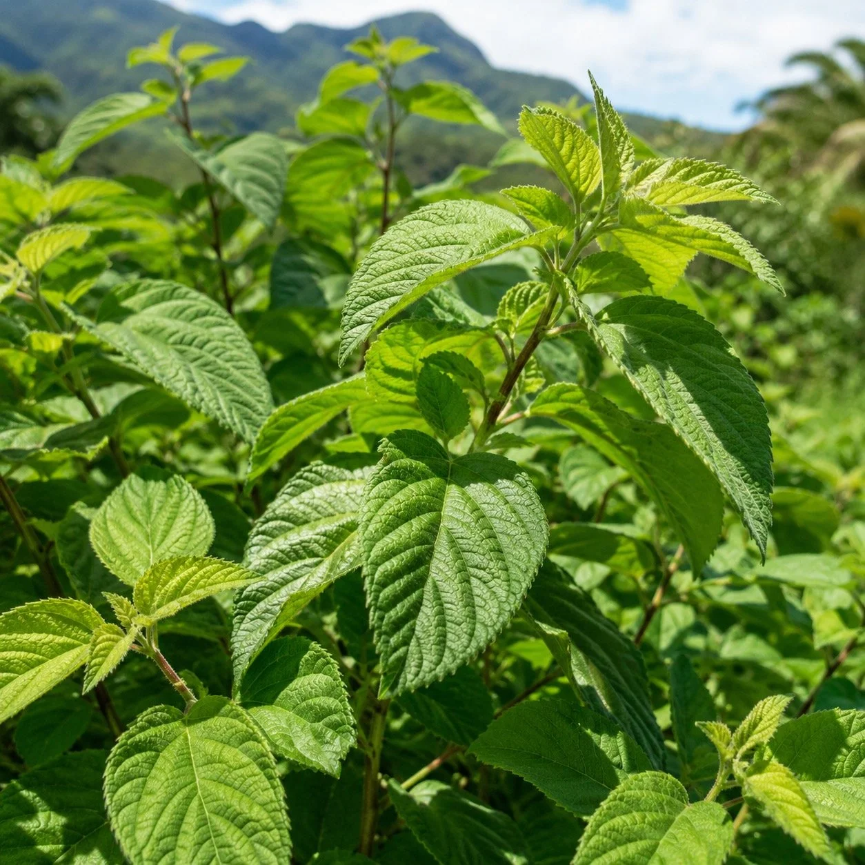 Hawaiian Tea