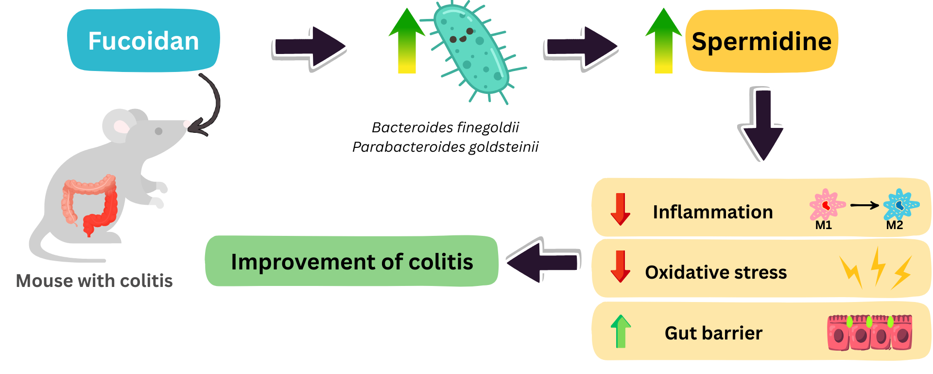 spermidine and fucoidan on colitis.png