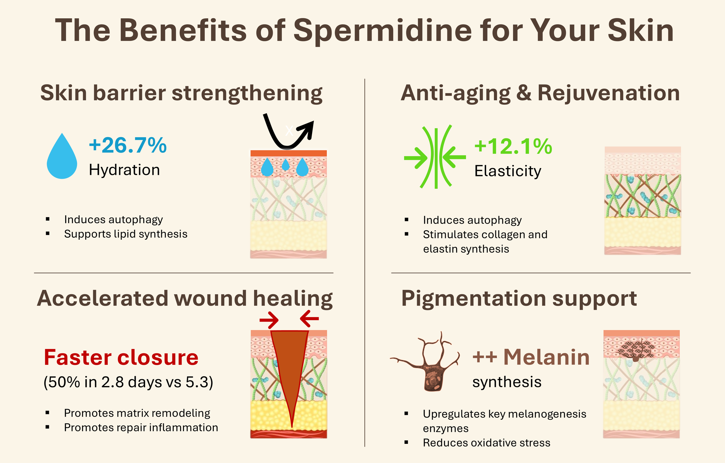 Spermidine & skin.png