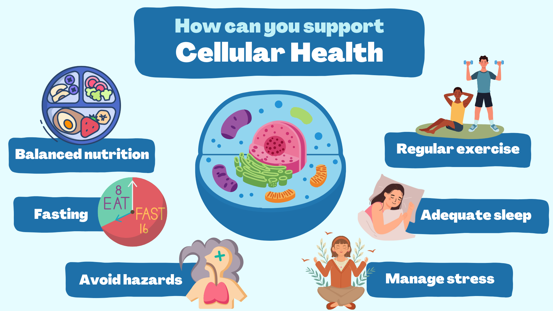 How can you support cellular health.png