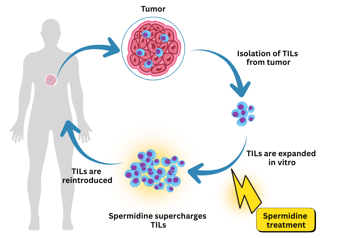 Spermidine could help boost TILs in ACT.png
