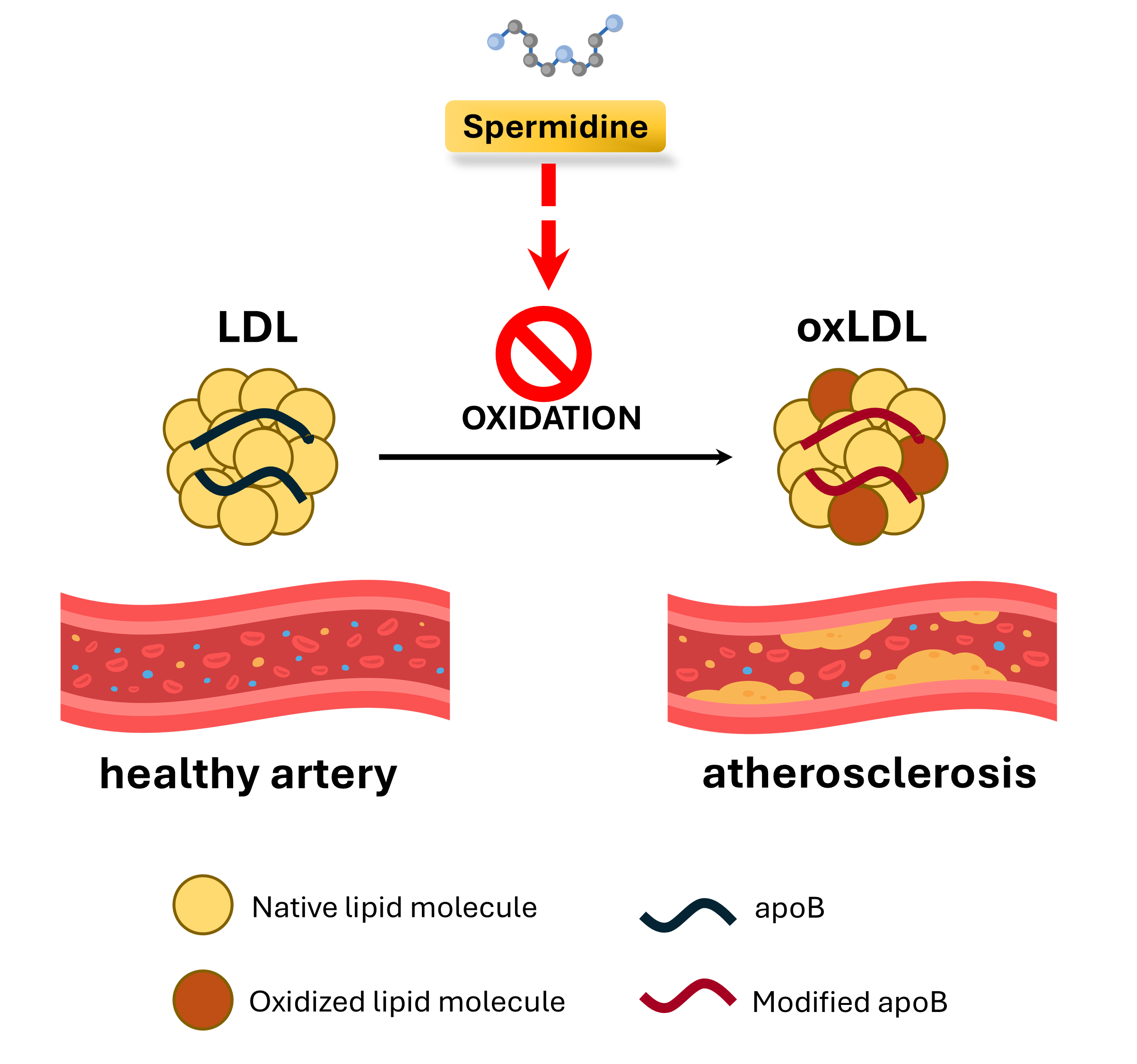 Spermidine and cholesterol.png