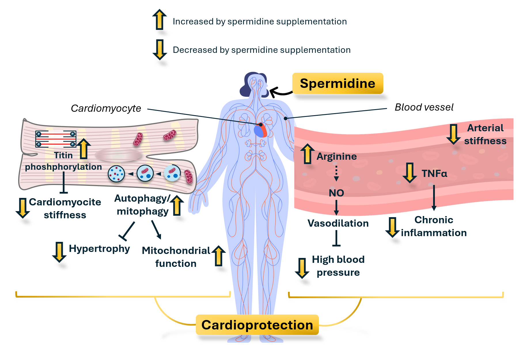 Spermidine & heart.png
