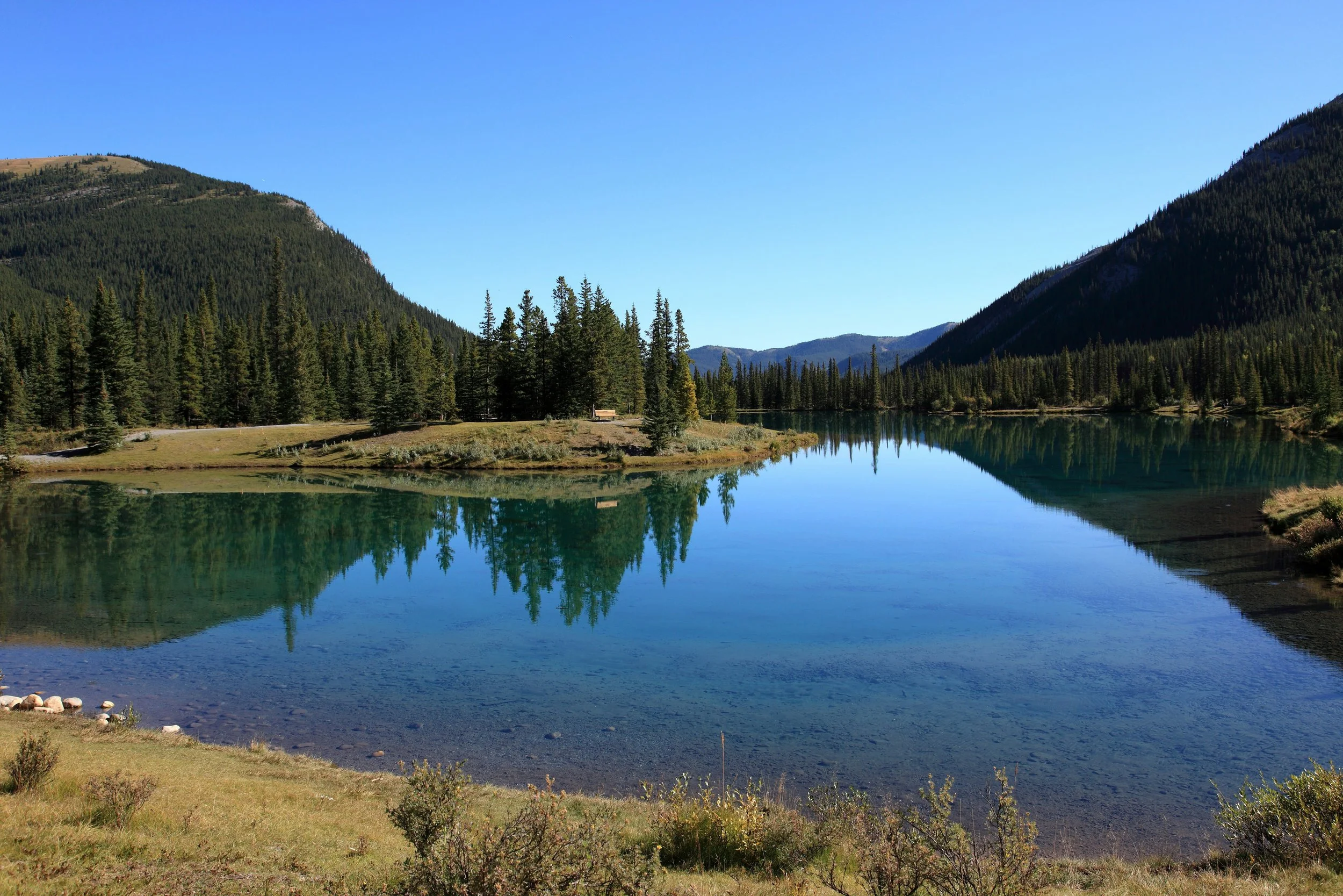  Forget Me Not Pond