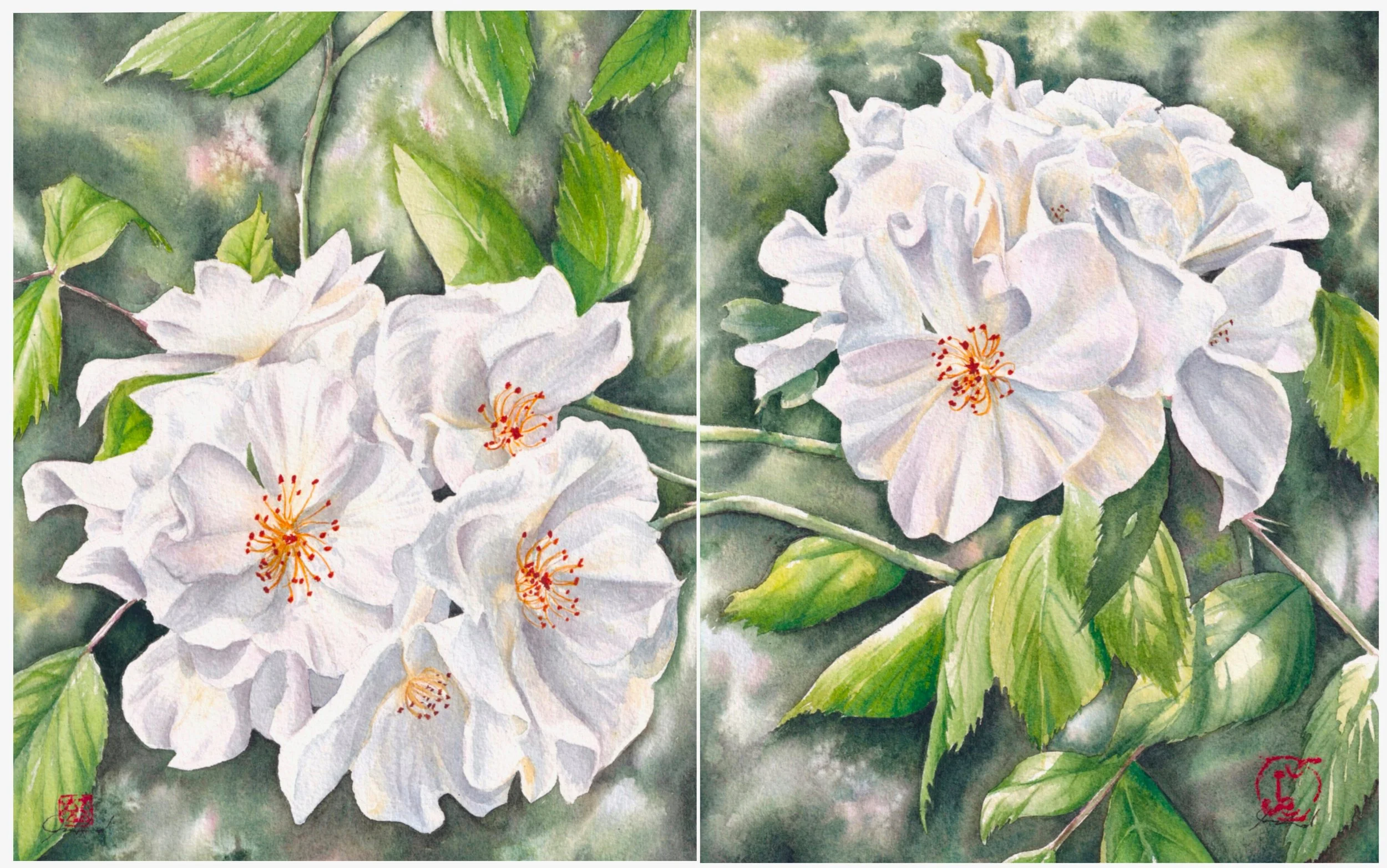 Rose Cluster 1 and 2