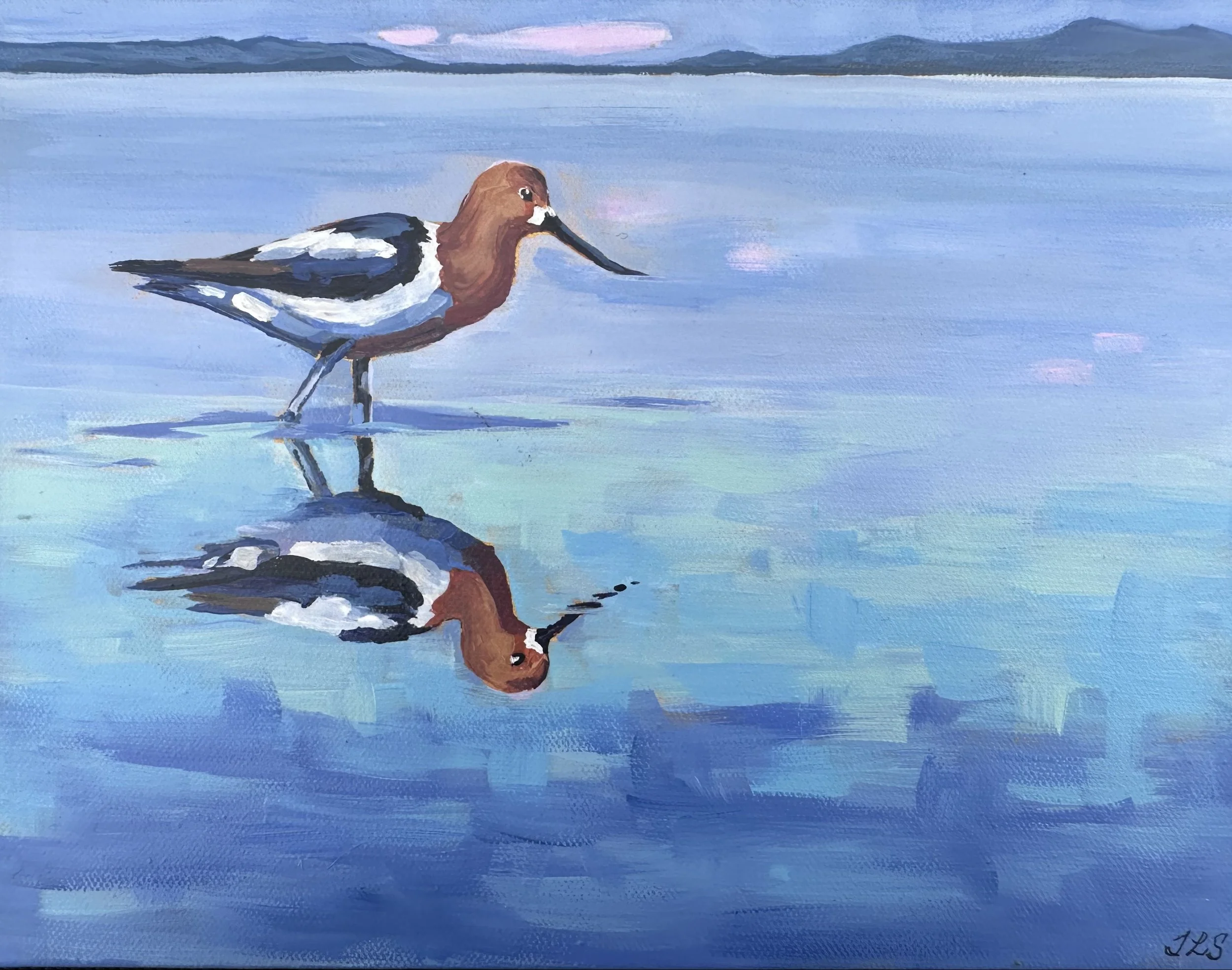 Avocet Reflections