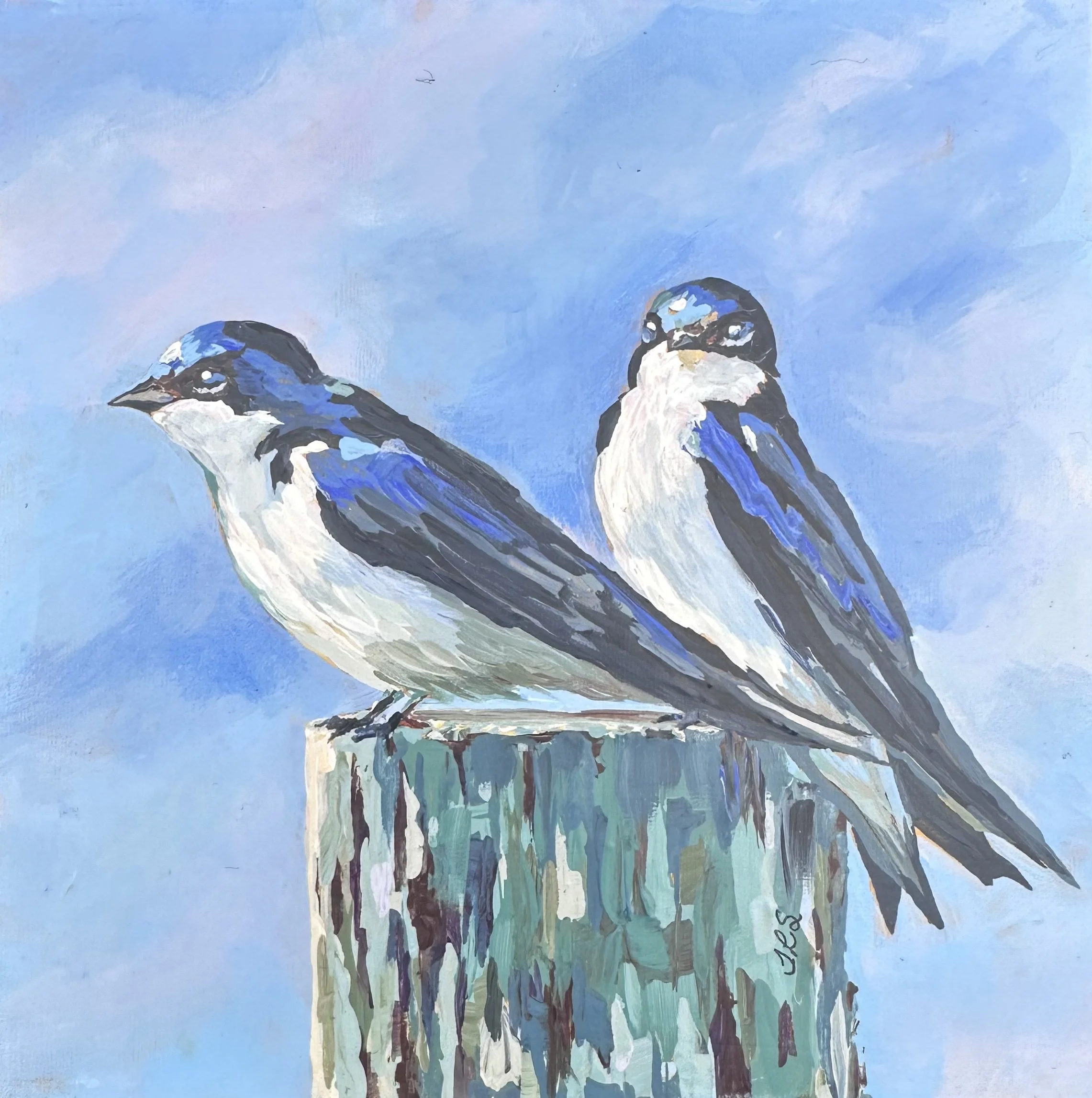 Shuswap Swallows