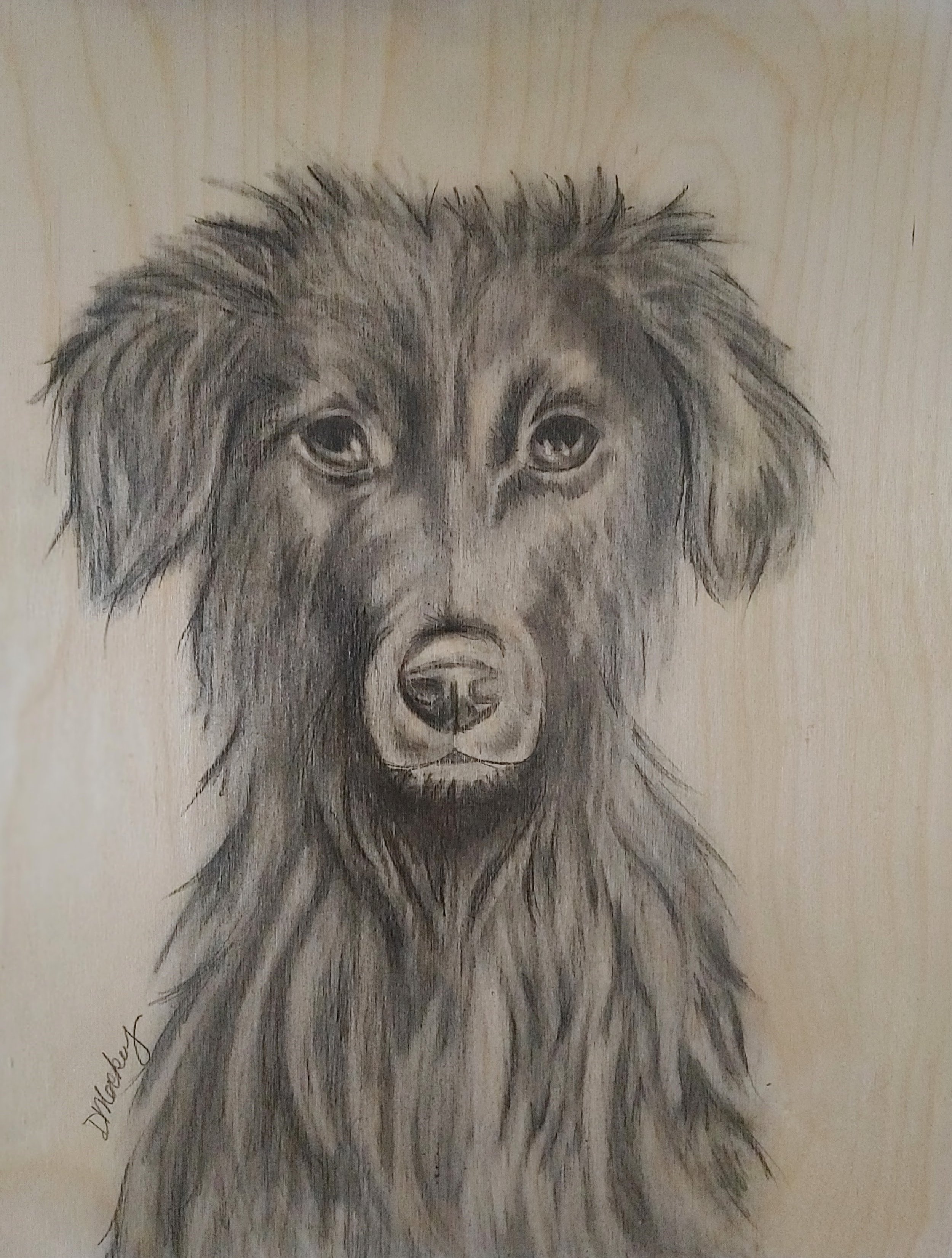 Dani Mackey_Sadie_20x16_Graphite on Wood.jpg