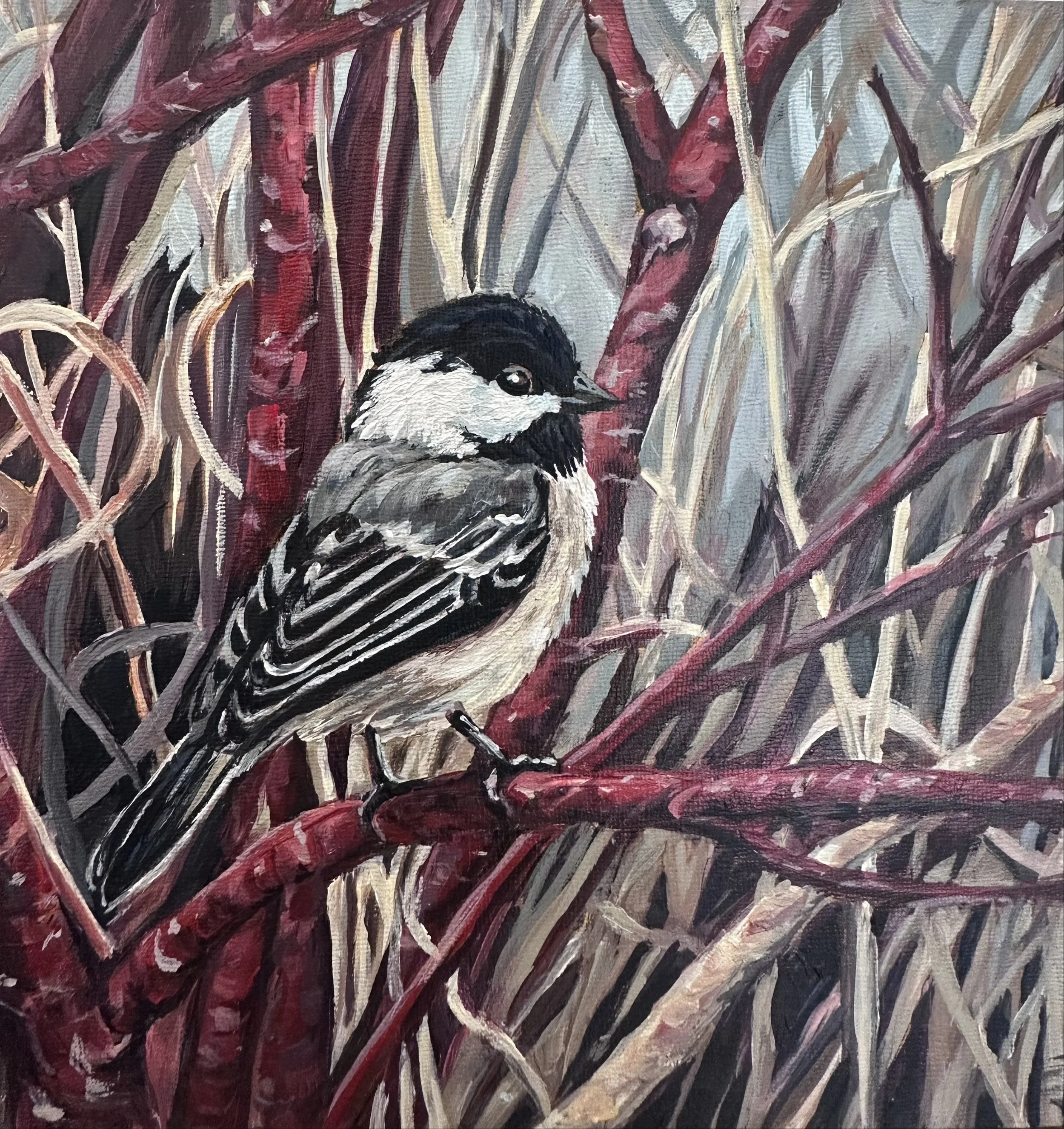 Chickadee in Dogwood