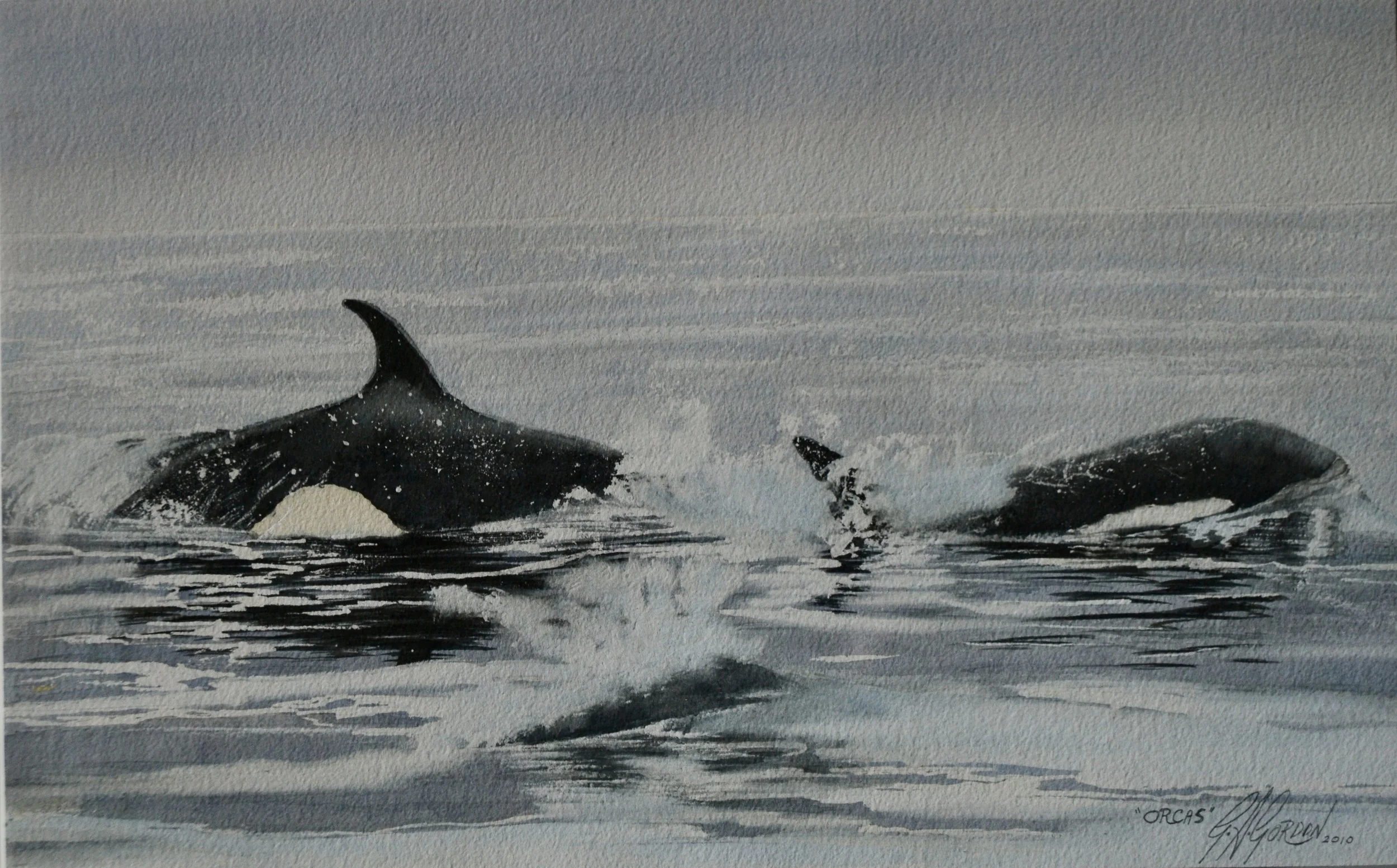 GORDON Orcas .jpeg