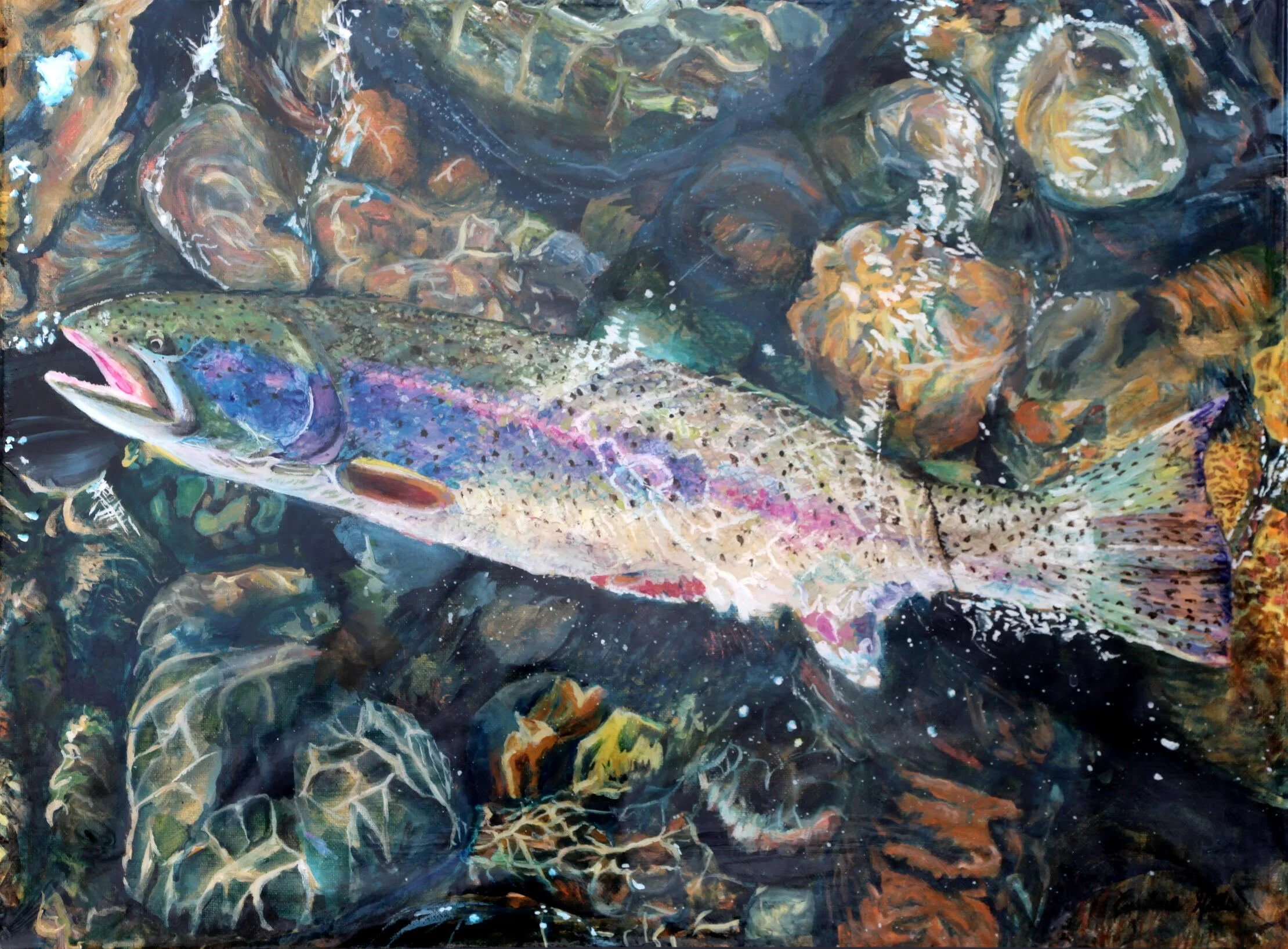 5492054 - Rainbow Trout by Cristine Wells.jpg