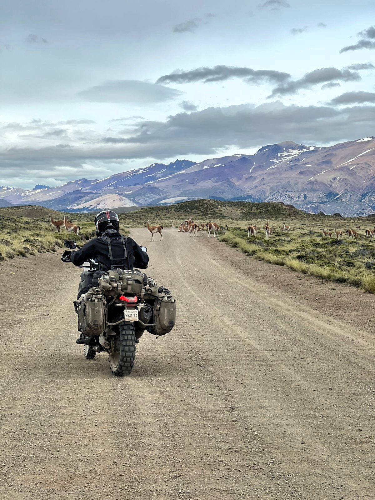 A motorcyclist riding on a dirt road in a remote, mountainous area with a herd of llamas or alpacas crossing the road ahead. The landscape features grassy terrain and snow-capped mountains under a partly cloudy sky.