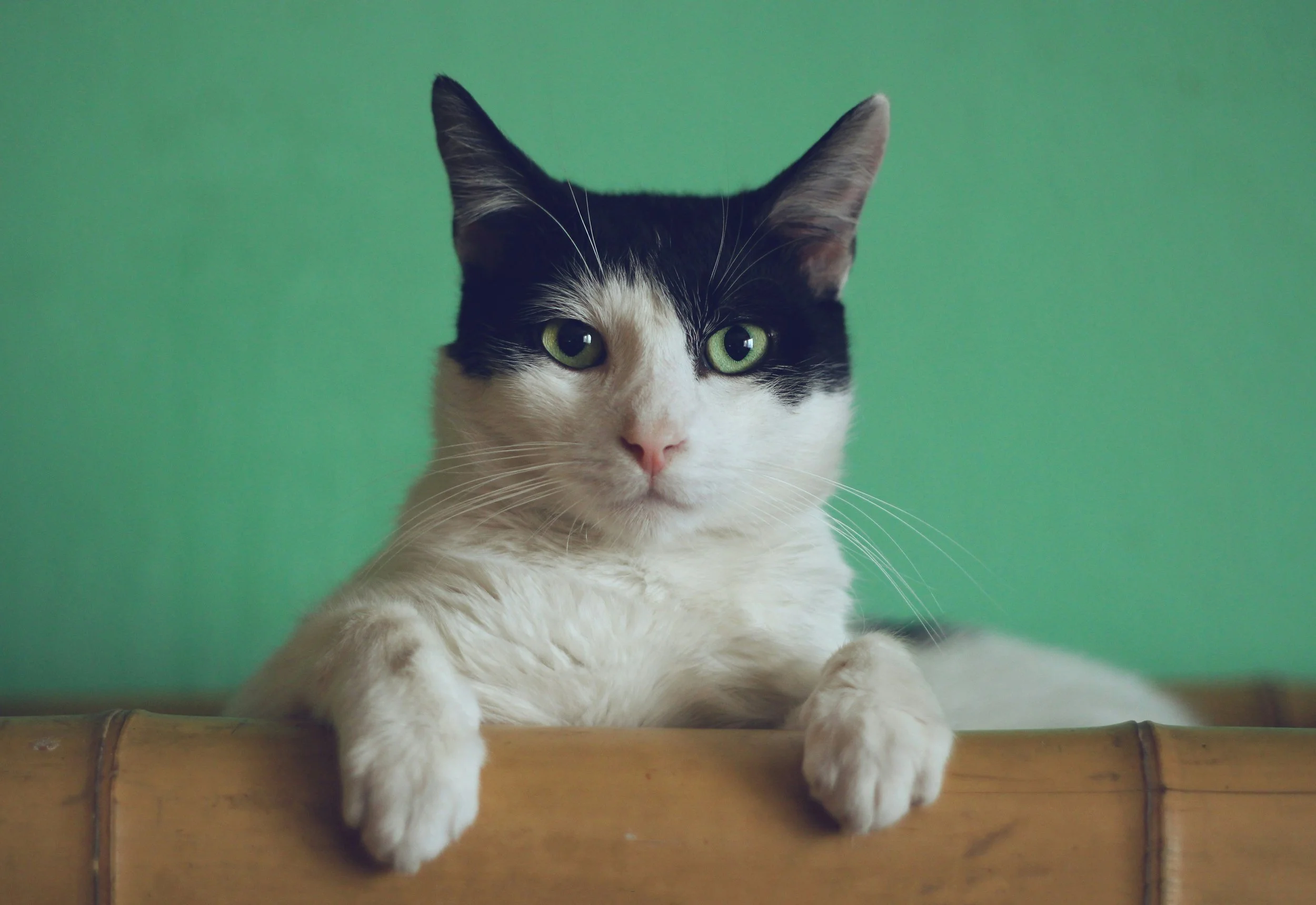  A Battle Over the Cat