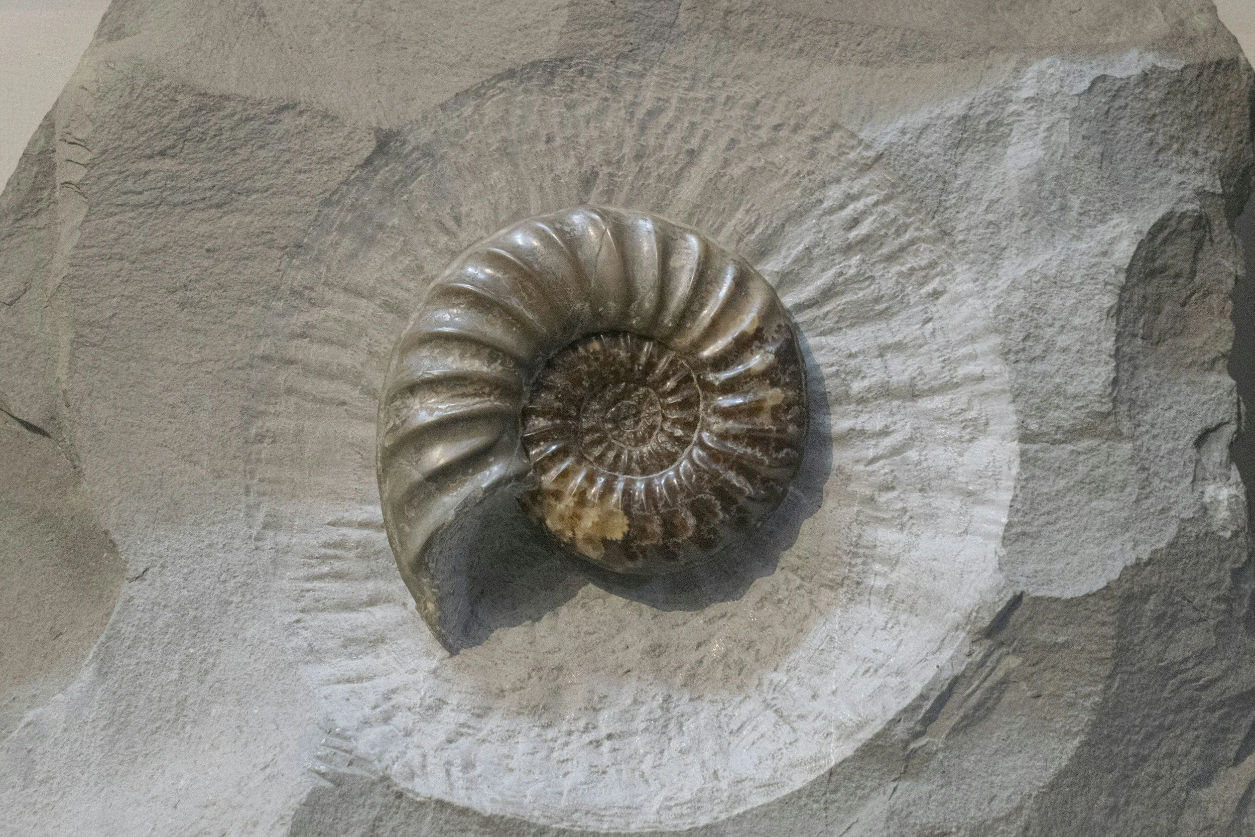 Close-up of a fossilized ammonite embedded in a stone wall.