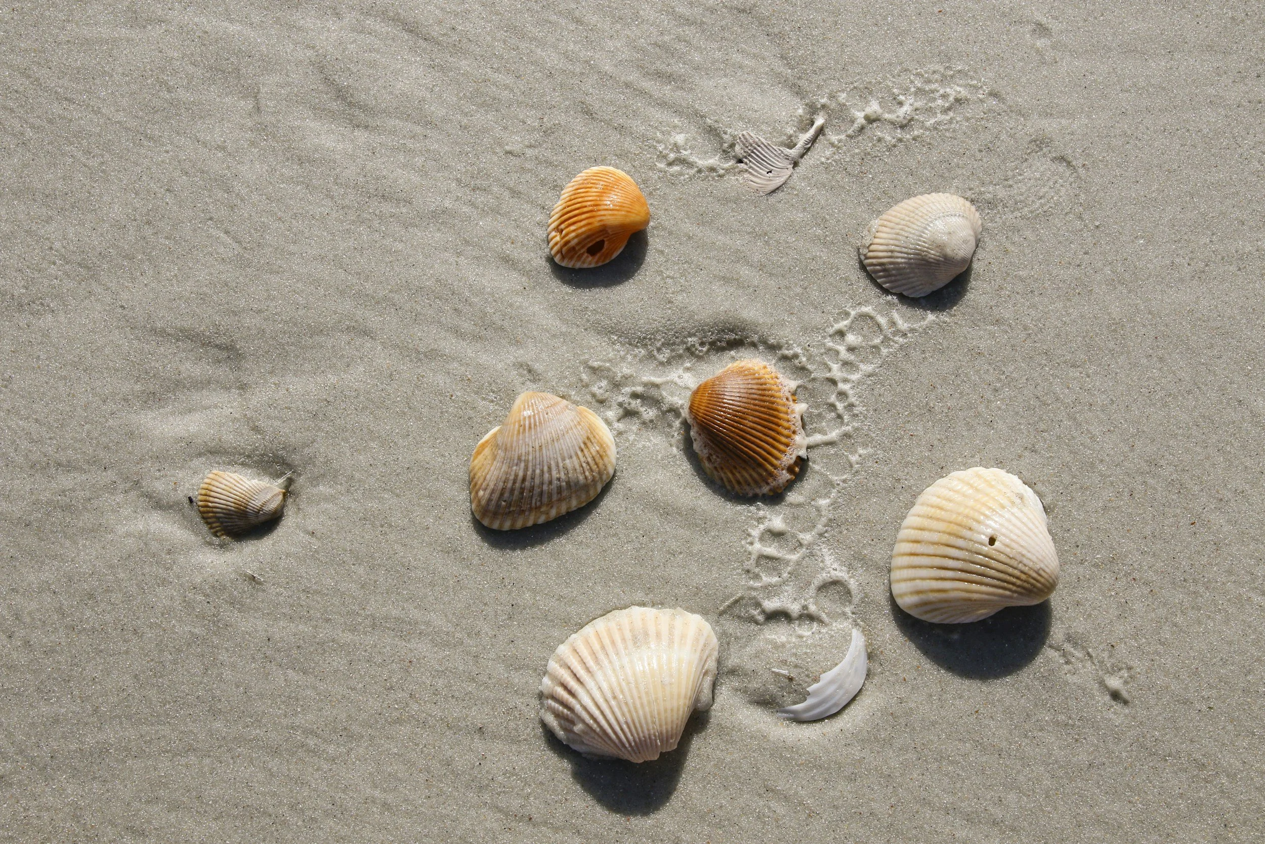 Several seashells scattered on sandy beach with footprints nearby.