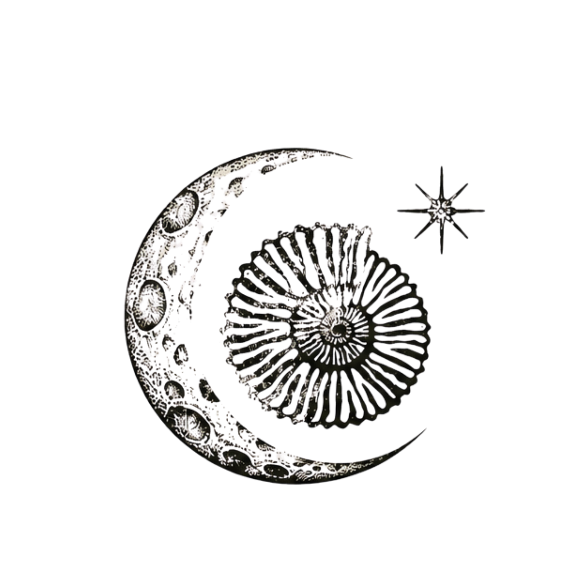 Luna and light photo booth. Logo of moon and ammonite for luxury photo booth services in the bay area