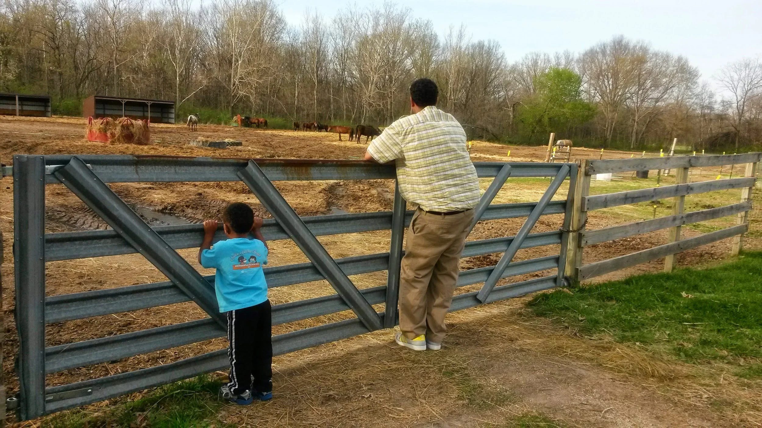Father and son looking at horses through a fence