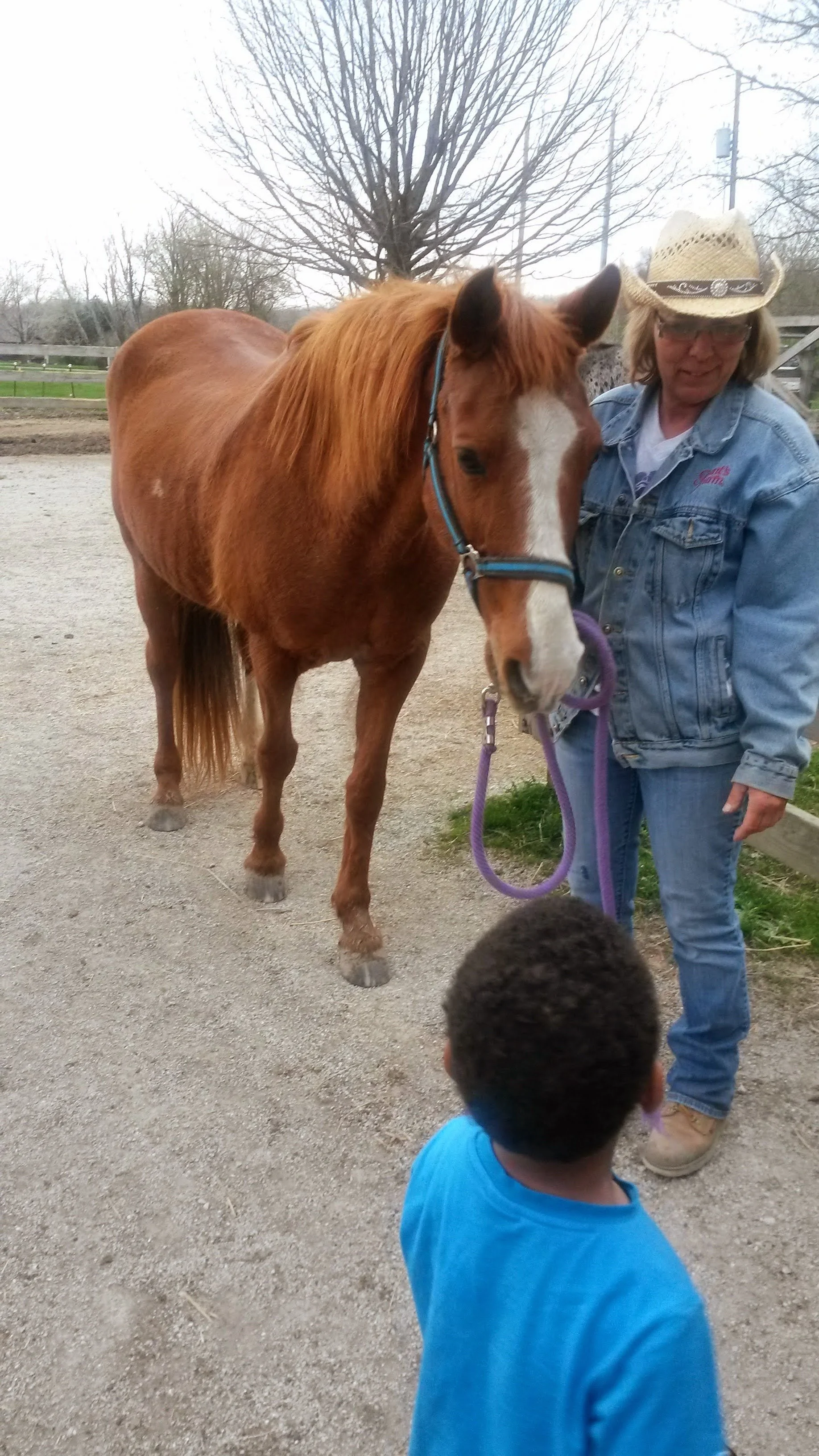 Community event horses