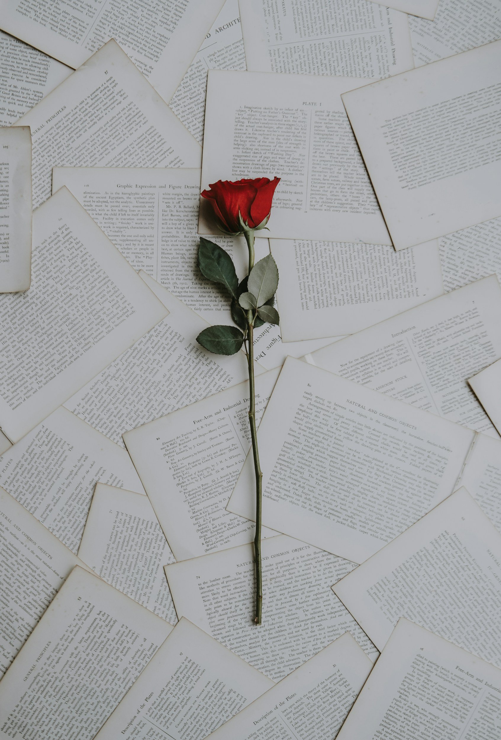 A red rose resting across open book pages.