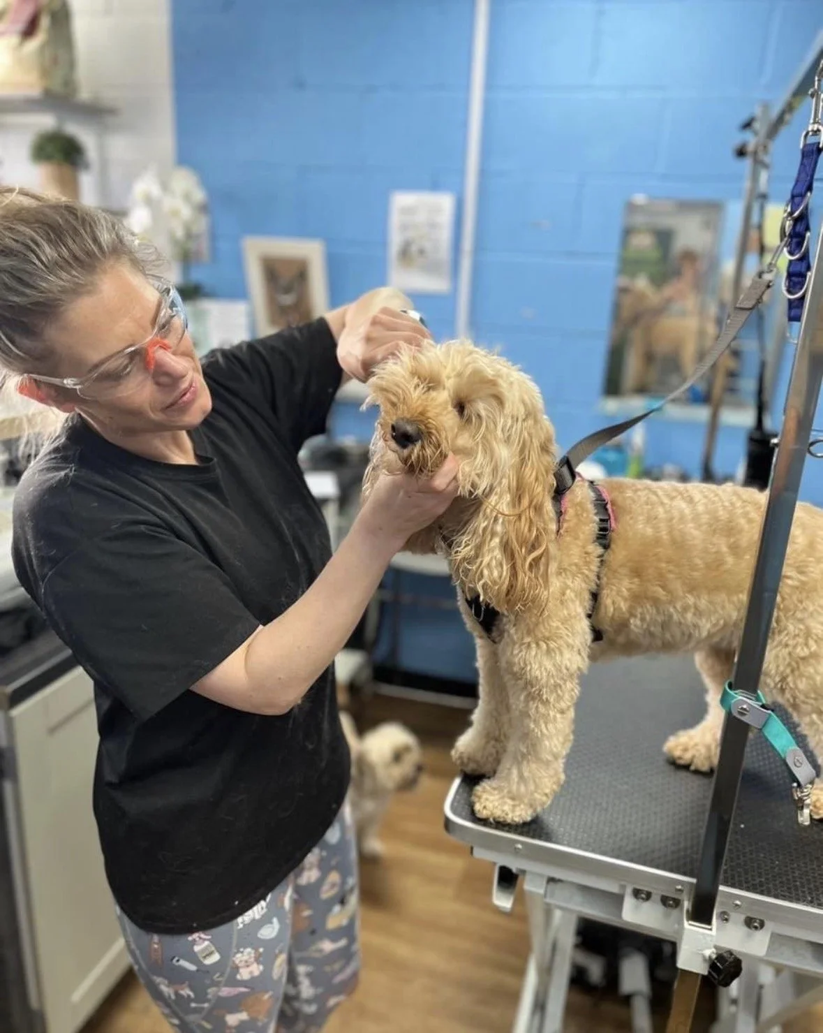 Groomer cleaning a dogs teeth