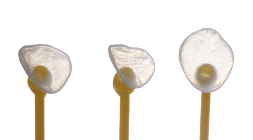 Three cotton swabs with white fluffy heads and yellow centers, aligned vertically.
