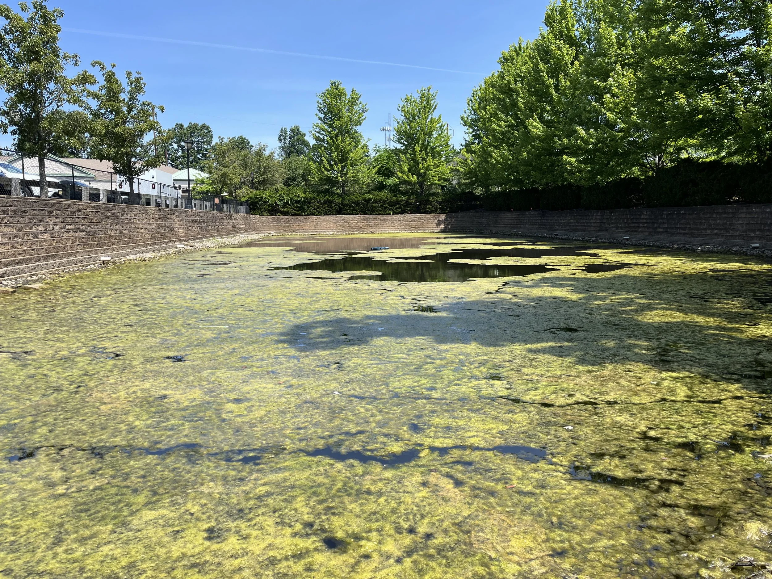 filamentous algal bloom before treatment