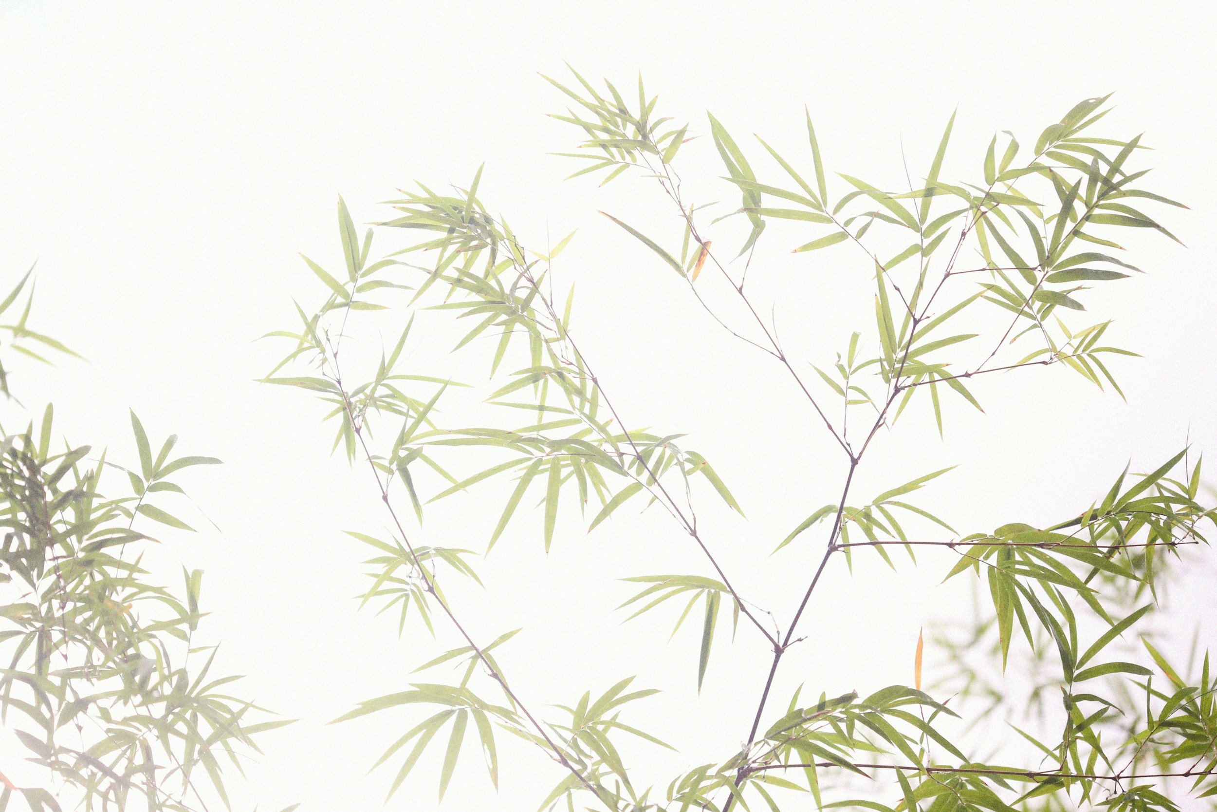 Green leafy branches of a plant or tree against a light background.
