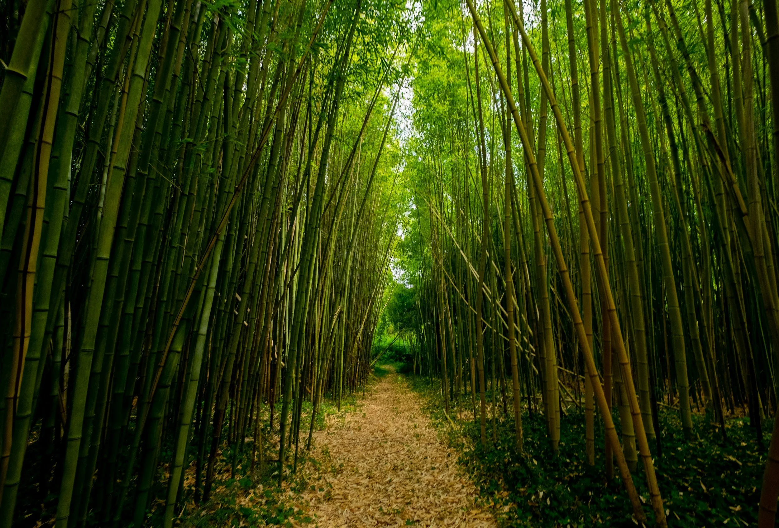 A pathway through a dense bamboo forest with tall green bamboo stalks on either side and sunlight filtering through the leaves.