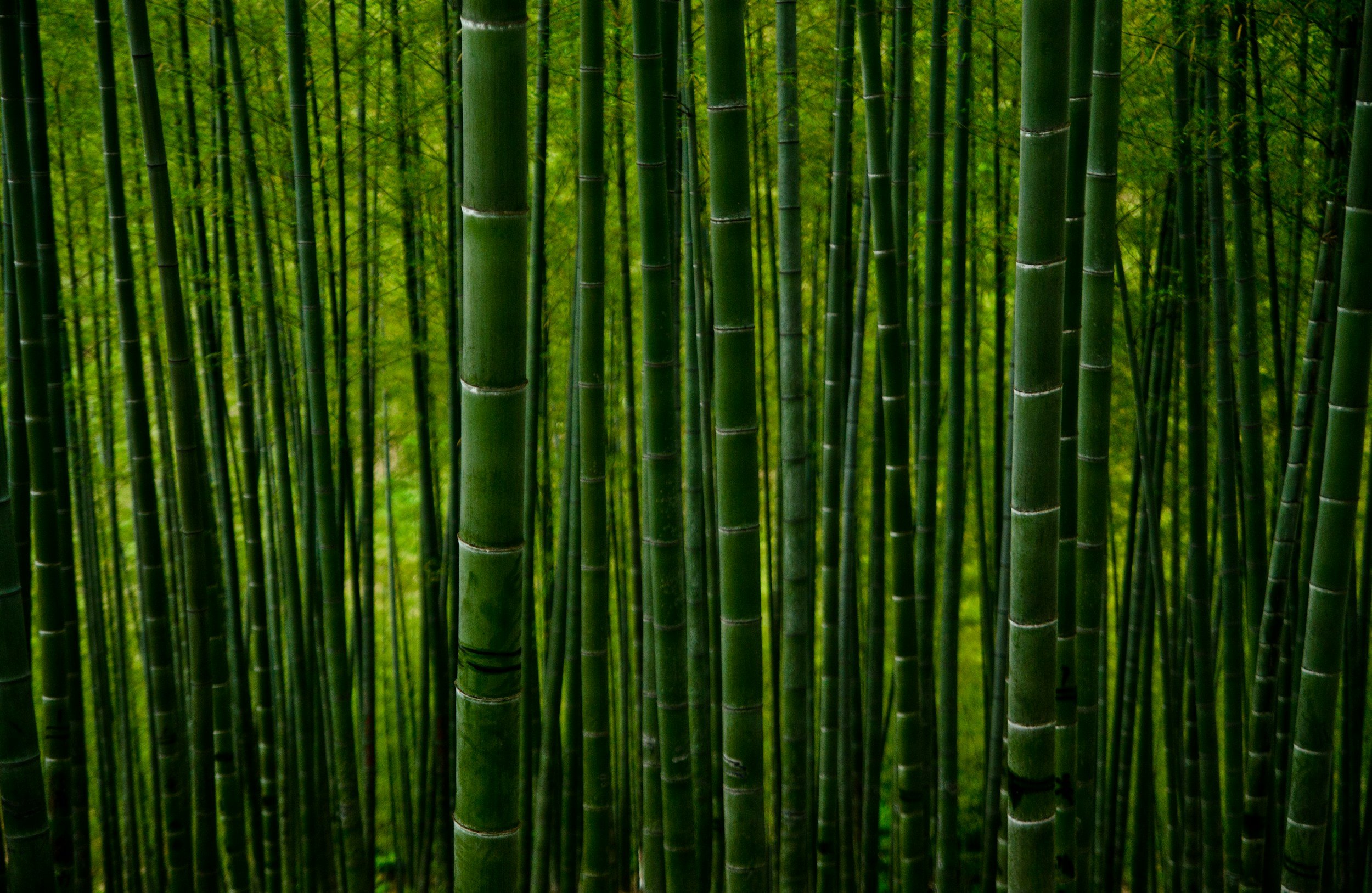 A dense bamboo forest with tall, green bamboo stalks and some foliage in the background.