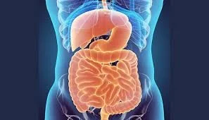 The Gut Microbiome and Perimenopause/Menopause:An Overlooked Connection