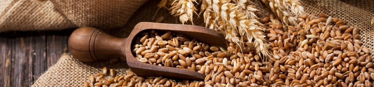 Close-up of wheat grains in a wooden scoop and on burlap fabric with wheat stalks, on a dark wooden surface.