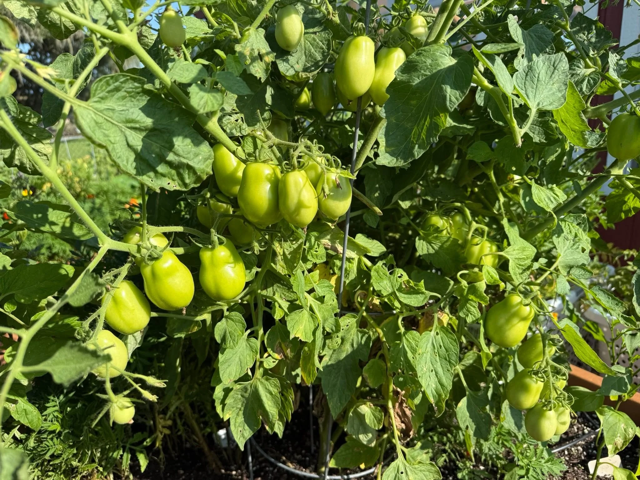 Green tomatoes growing on a plant in a garden.