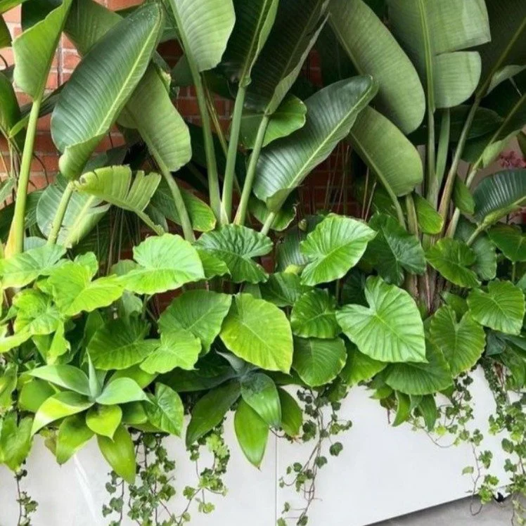 To Die For artificial greenery is available in Fire Rated materials - but look for "inherent" fire rating manufacture - this means the product is not merely dipped or sprayed with fire retardant but the materials it is made of will not comb