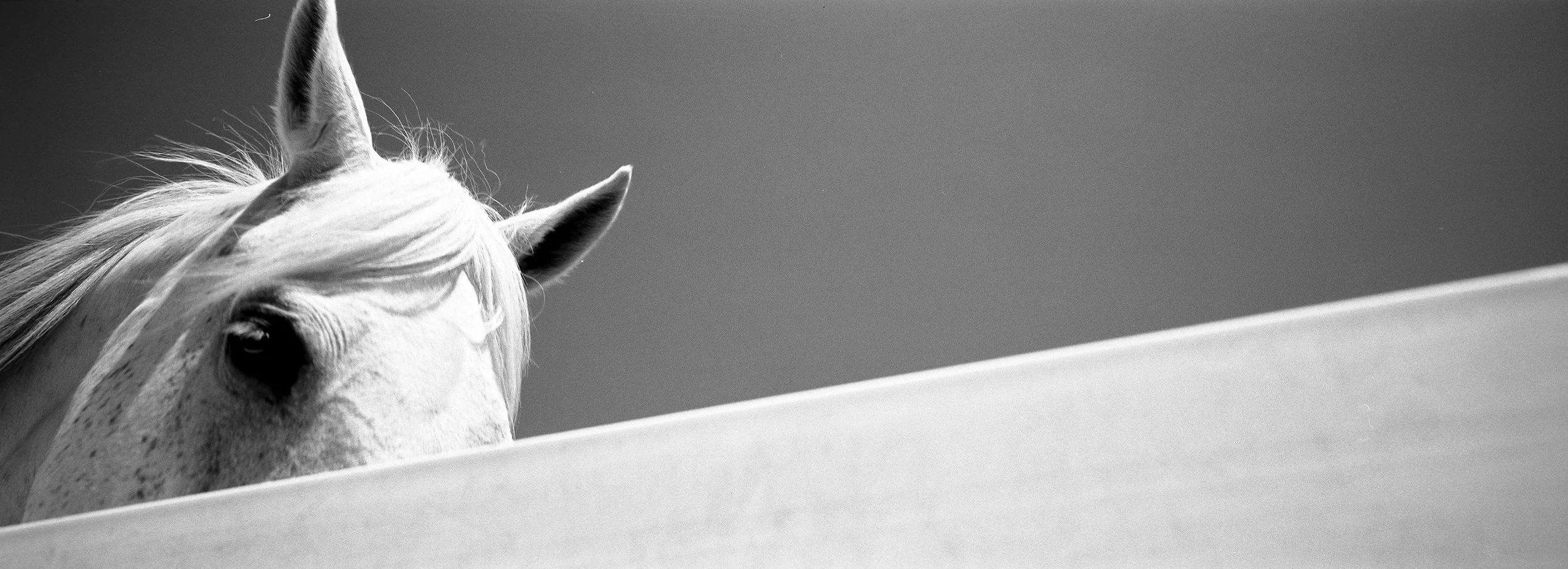 LA Horse 1.jpeg