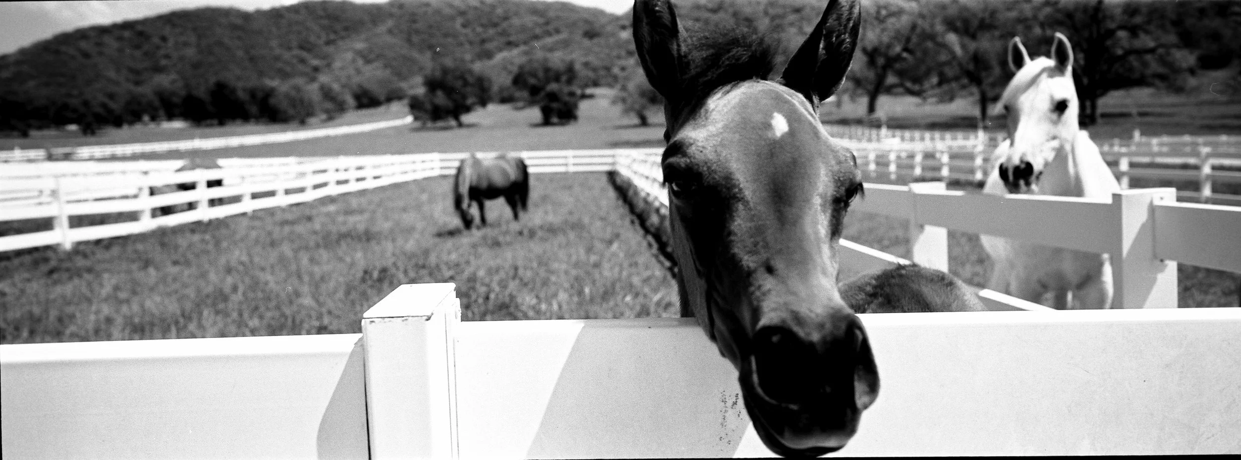 LA Horse 2.jpeg