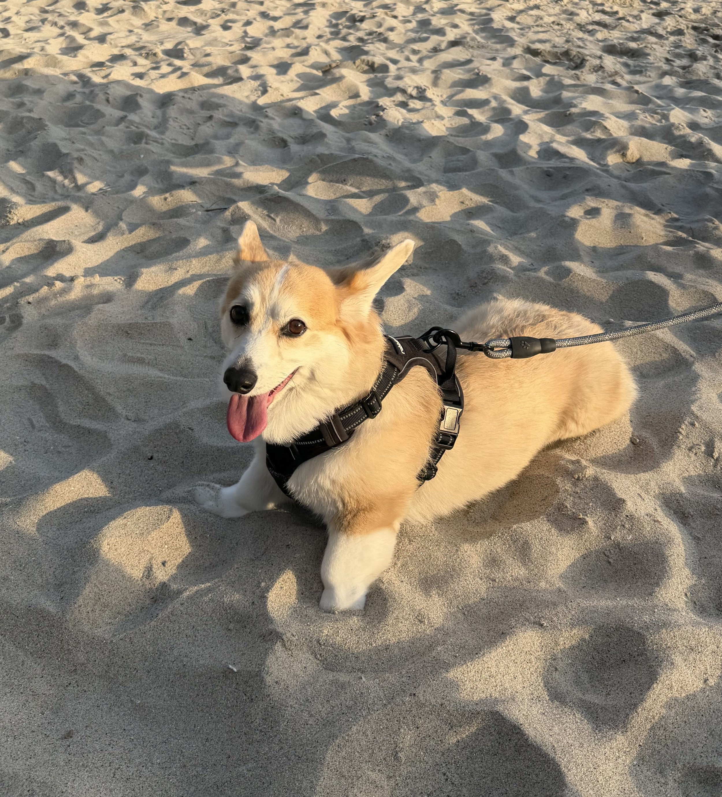 Close-up of a happy corgi lying on sandy beach with tire tracks