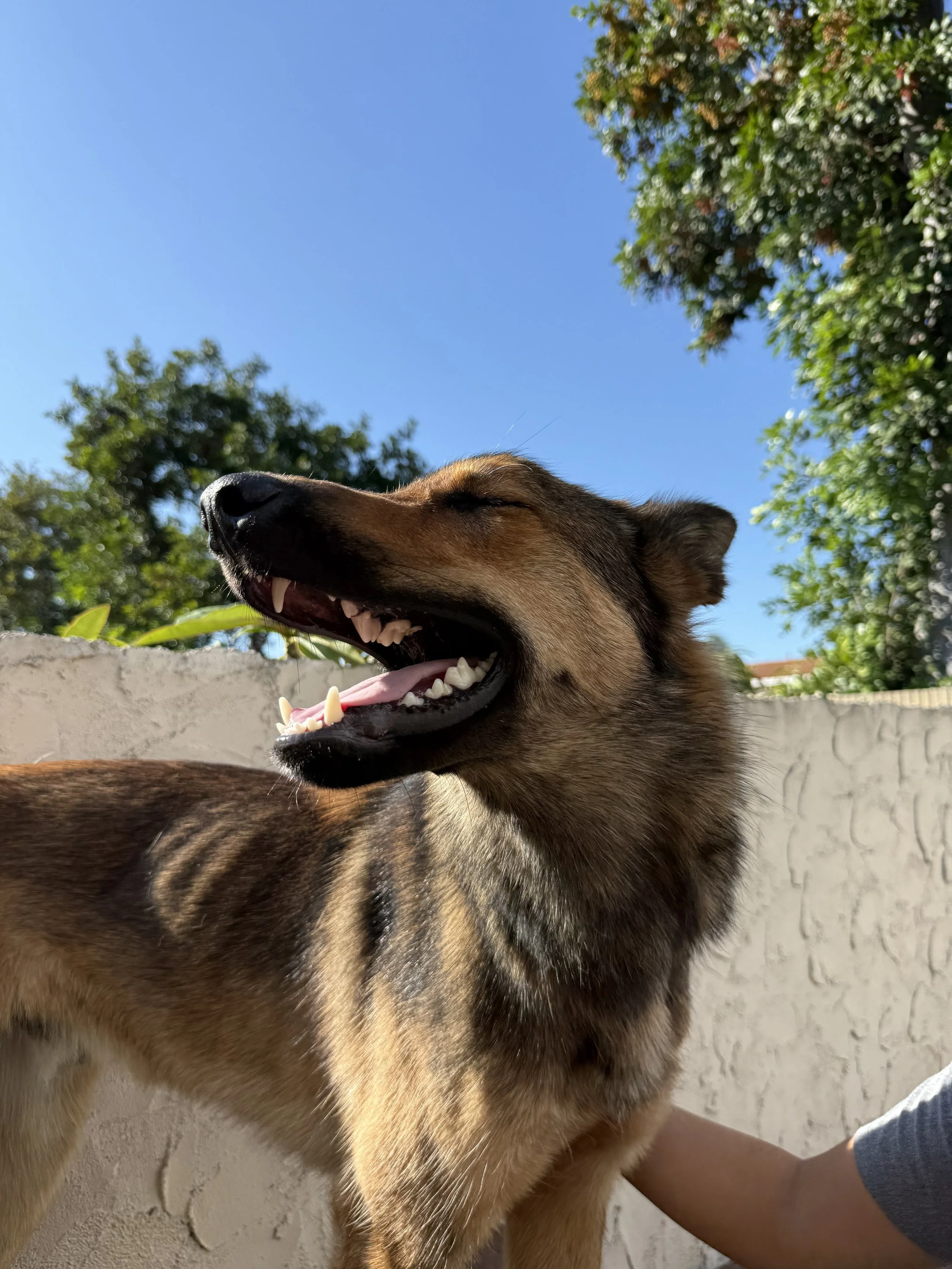 A german shepherd with brown and black fur, yawning outdoors with a clear blue sky and green trees in the background.
