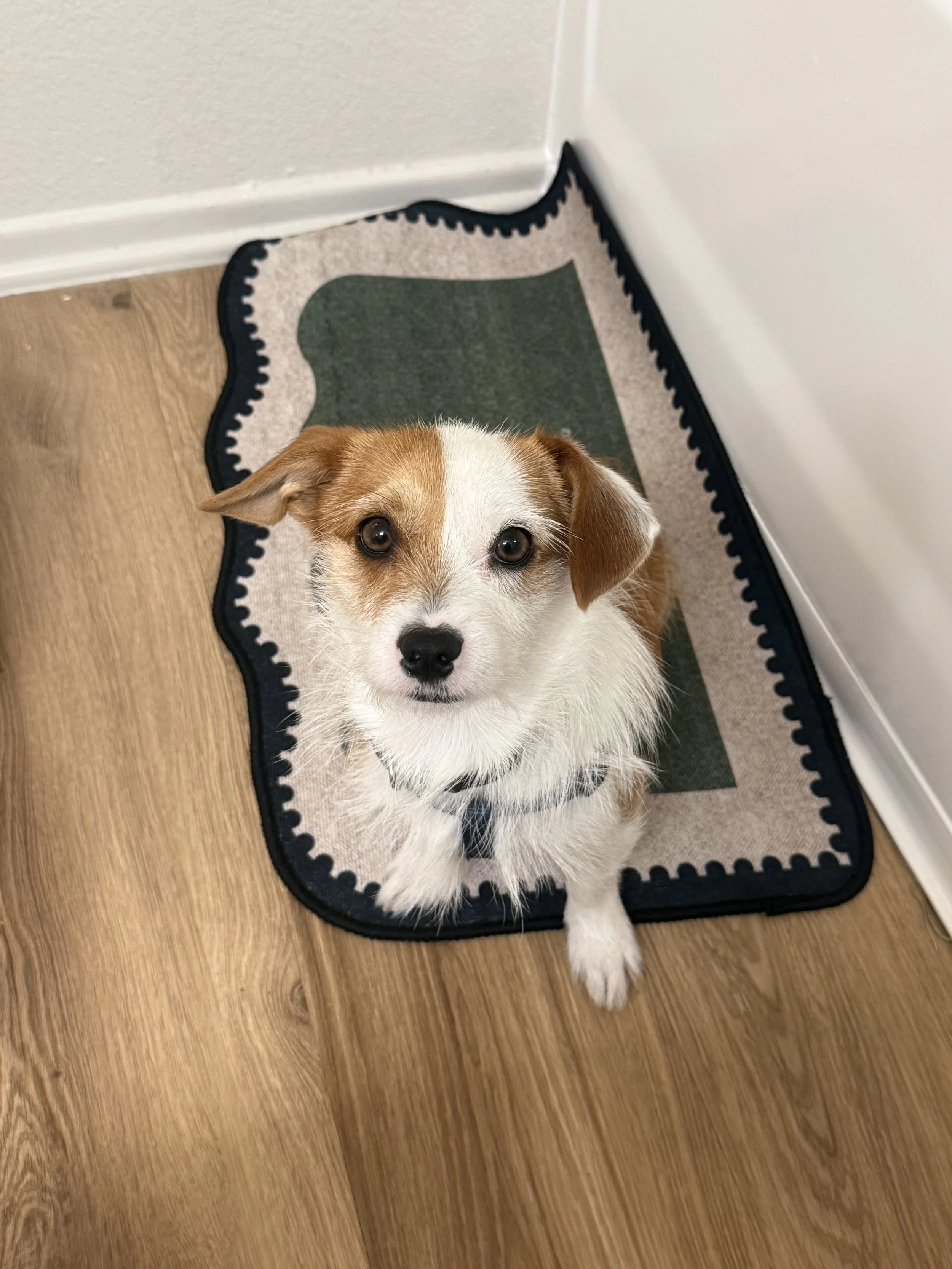 A cute puppy with brown and white fur sitting on a black and beige rug on a wooden floor, looking up.