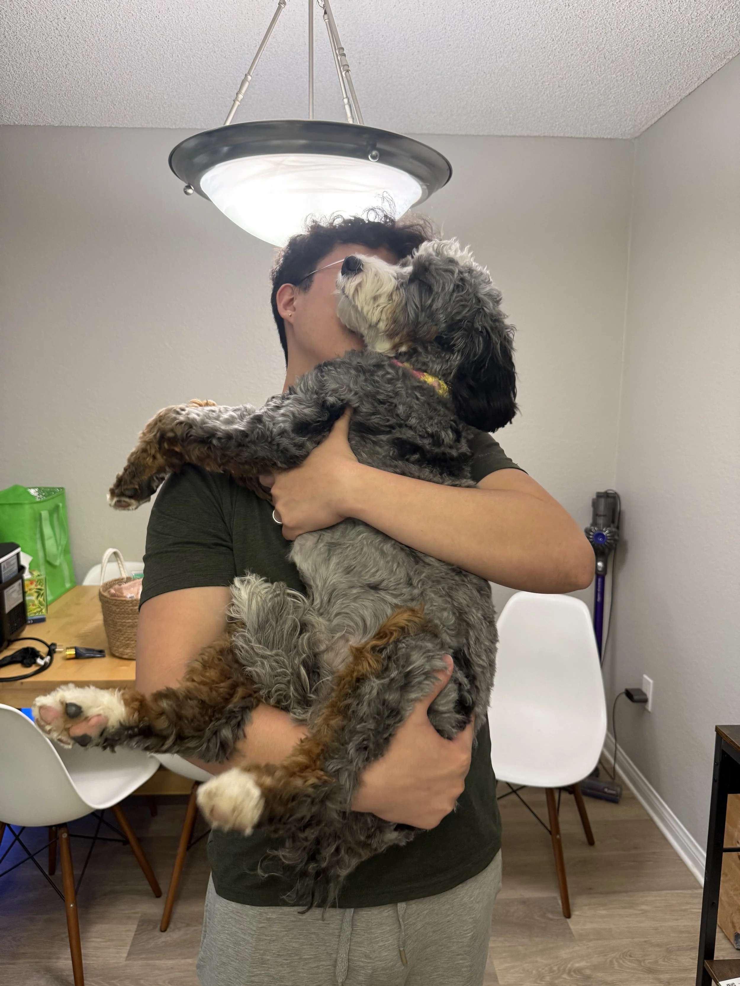 A person holding a fluffy bernedoodle puppy in a room with a wooden dining table, chairs, and a vacuum cleaner in the background.
