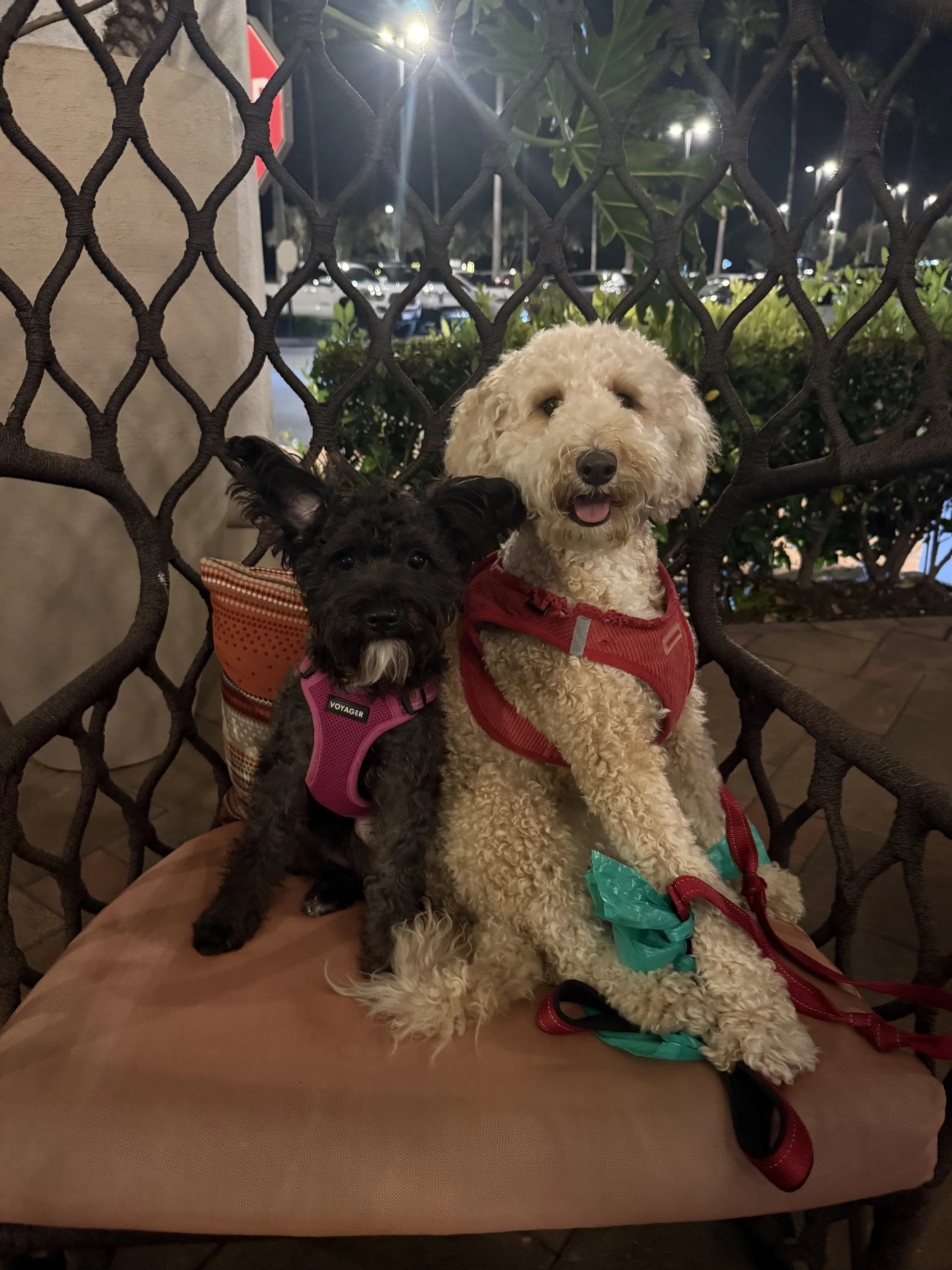 Two dogs sitting on a person's lap on a bench at night. One is a small black dog in a pink harness, and the other is a larger light-colored curly-haired dog in a red harness.