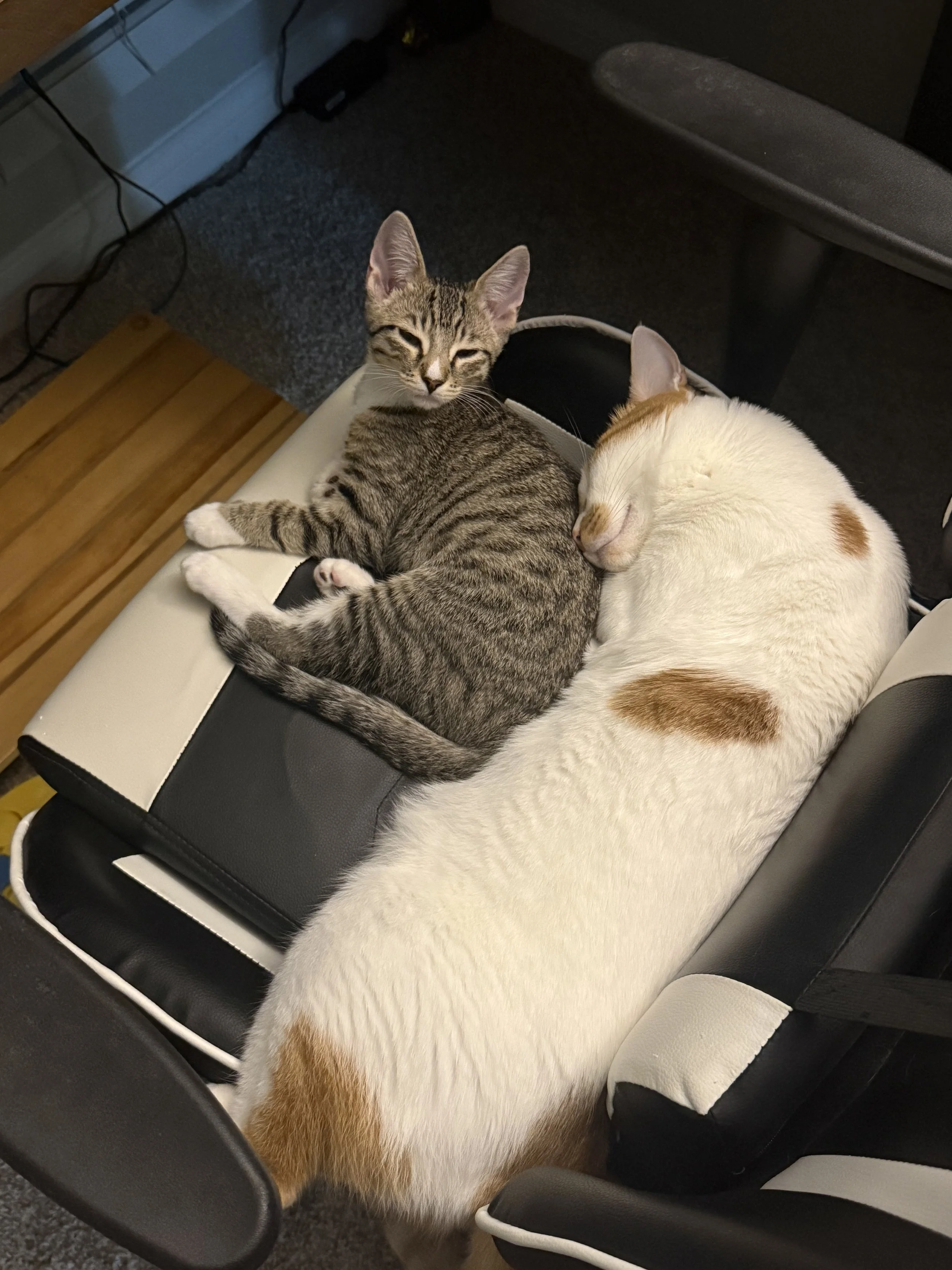 A cat with a brown and white coat sleeping on a black and white office chair, while a gray tabby kitten with stripes and white paws is lying across its body with eyes half open.