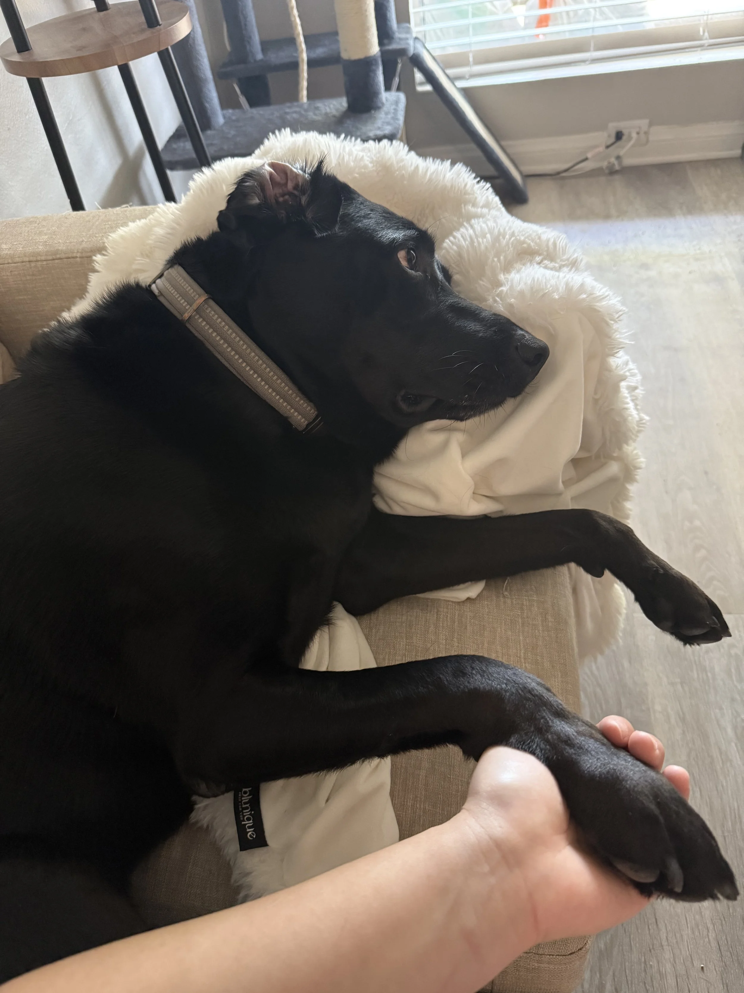 A black labrador lying on a beige sofa, resting its head on a fluffy white blanket. The dog appears relaxed.